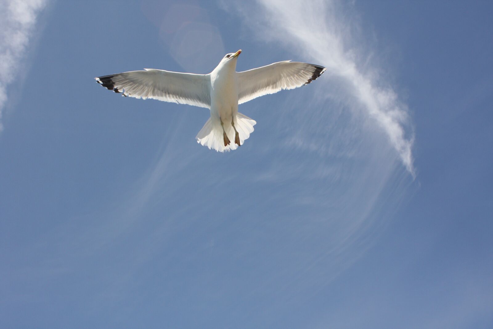 Canon EOS 450D (EOS Rebel XSi / EOS Kiss X2) sample photo. Seagull, blue sky, freedom photography
