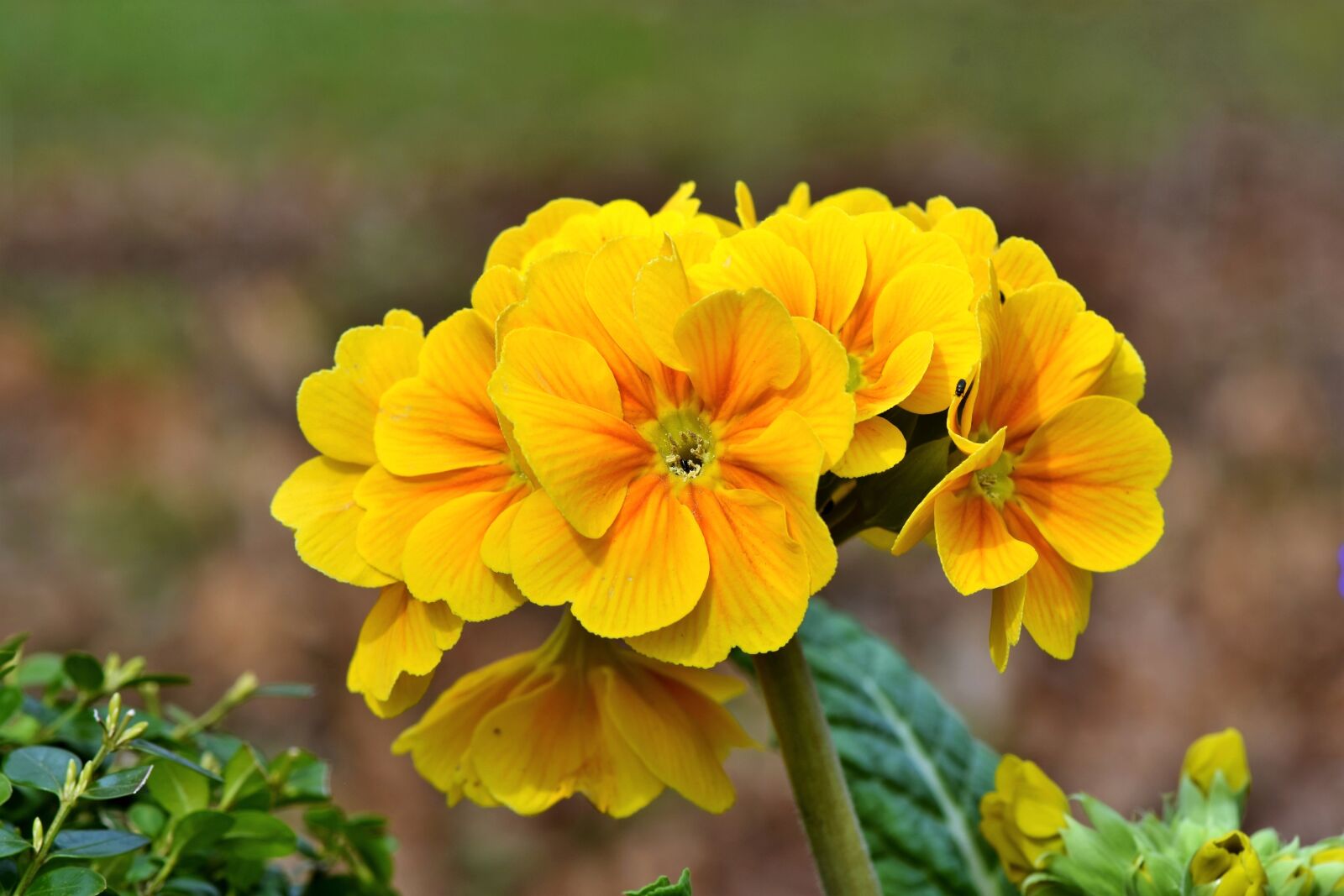 Nikon D7200 sample photo. Primrose, flower, flowers photography