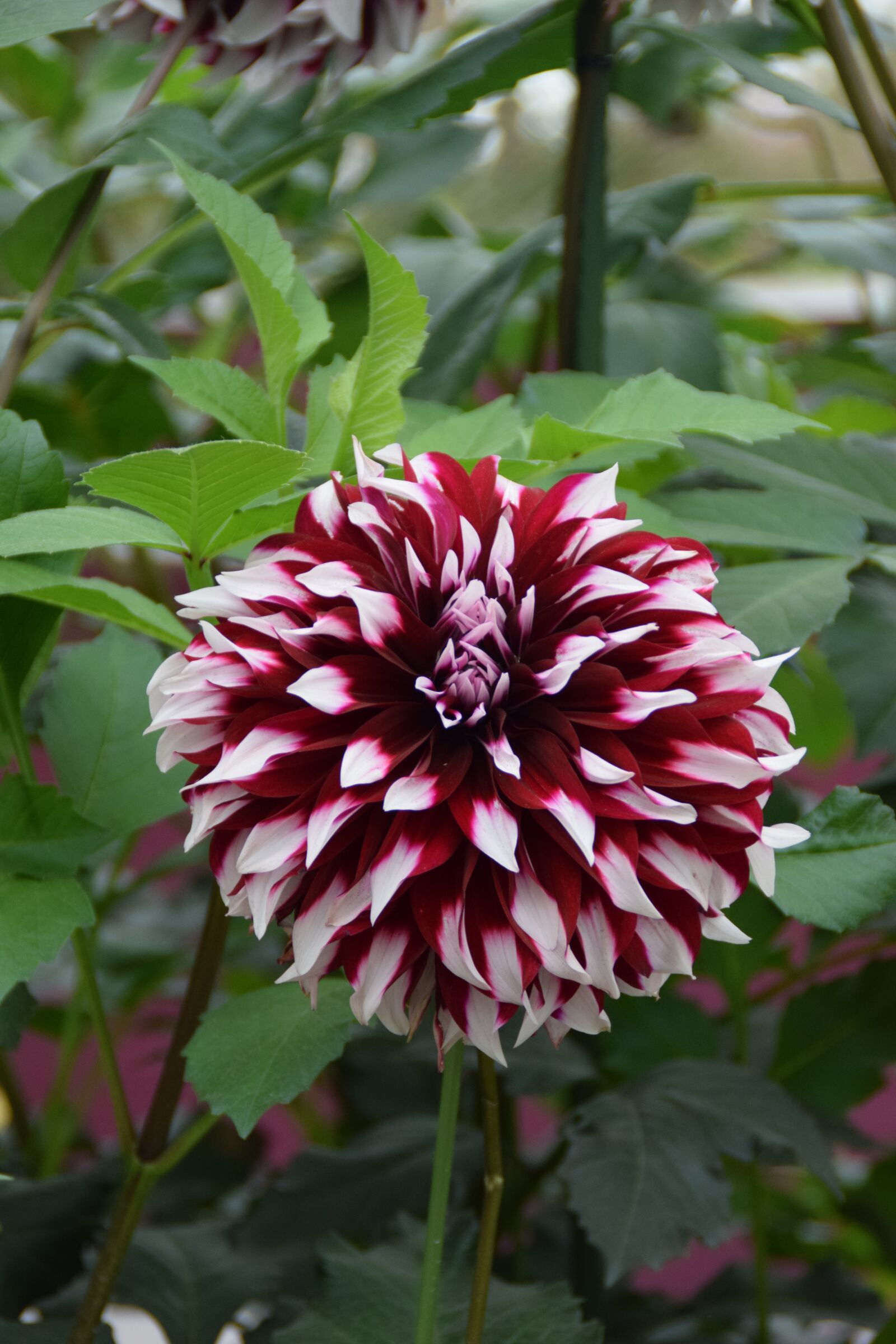 Nikon D5300 sample photo. Dahlia, blossom, bloom photography