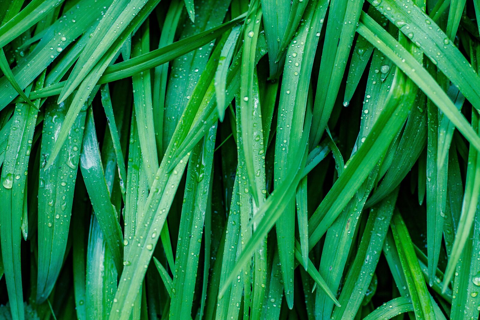 Canon EOS 7D + Canon EF 50mm F1.4 USM sample photo. Grass, green, rain photography