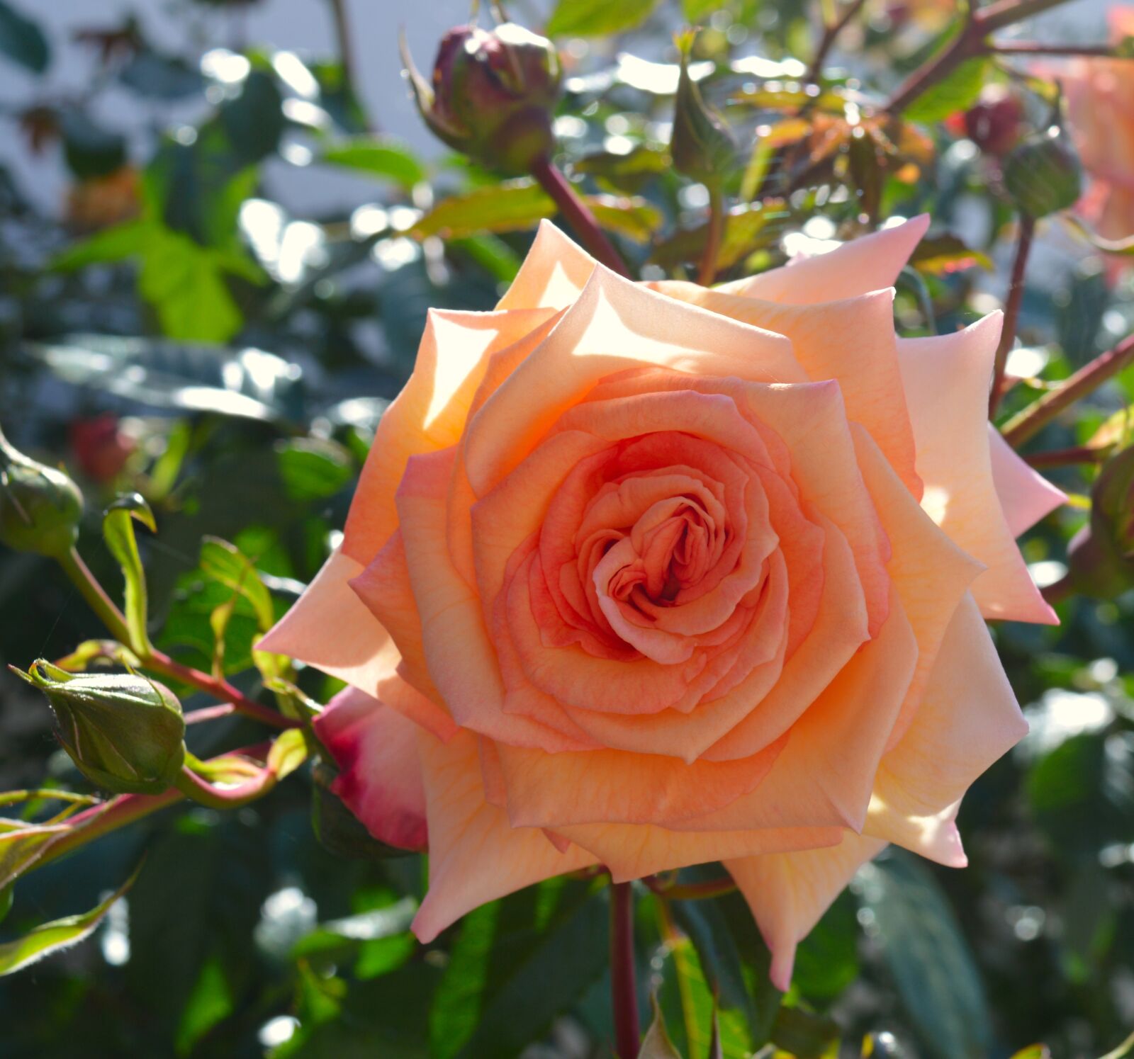 Nikon D3200 sample photo. Rose, flower, blossom photography