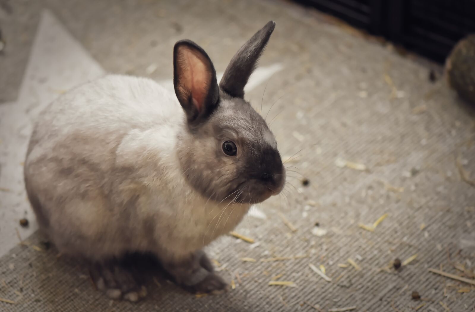 Nikon D7200 sample photo. Dwarf rabbit, color dwarf photography