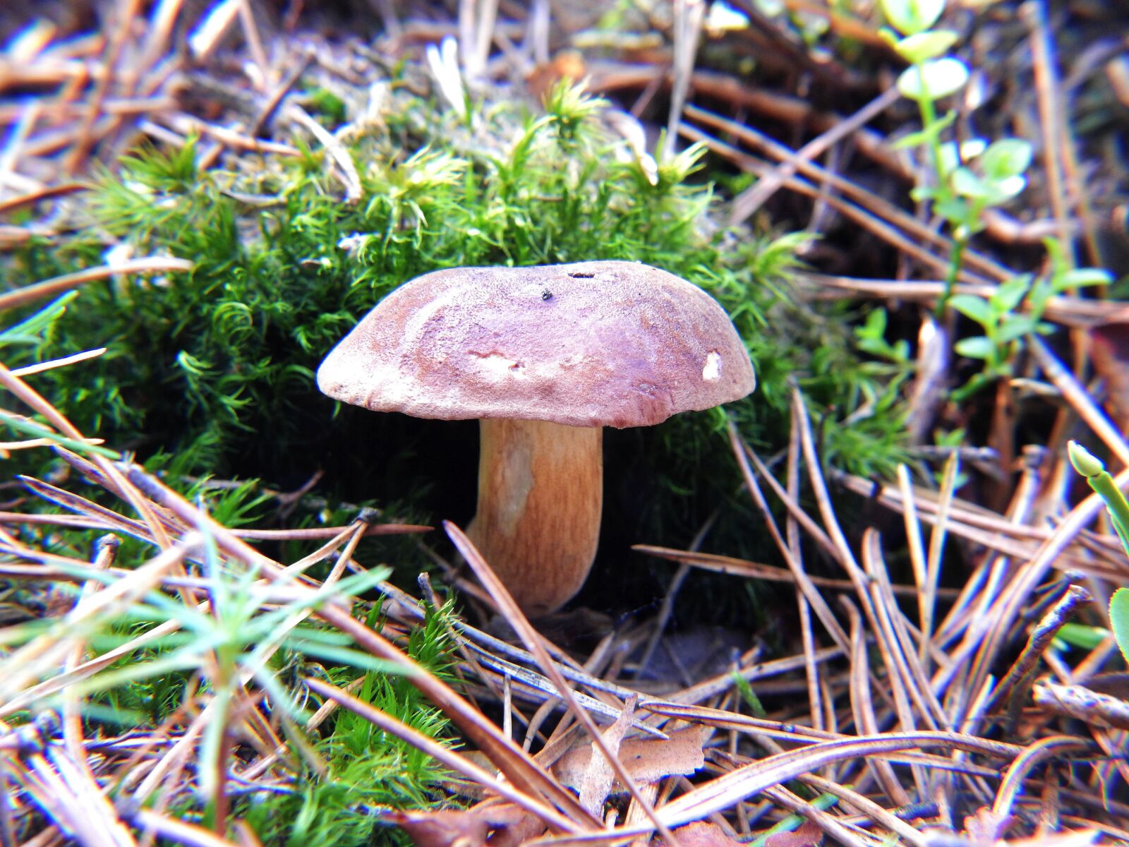 Nikon Coolpix P900 sample photo. Mushroom, chestnut boletus, forest photography