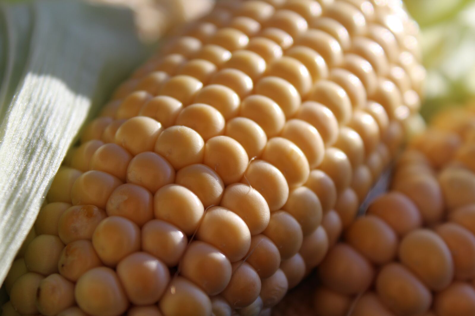 Canon EOS 1200D (EOS Rebel T5 / EOS Kiss X70 / EOS Hi) sample photo. Corn on the cob photography