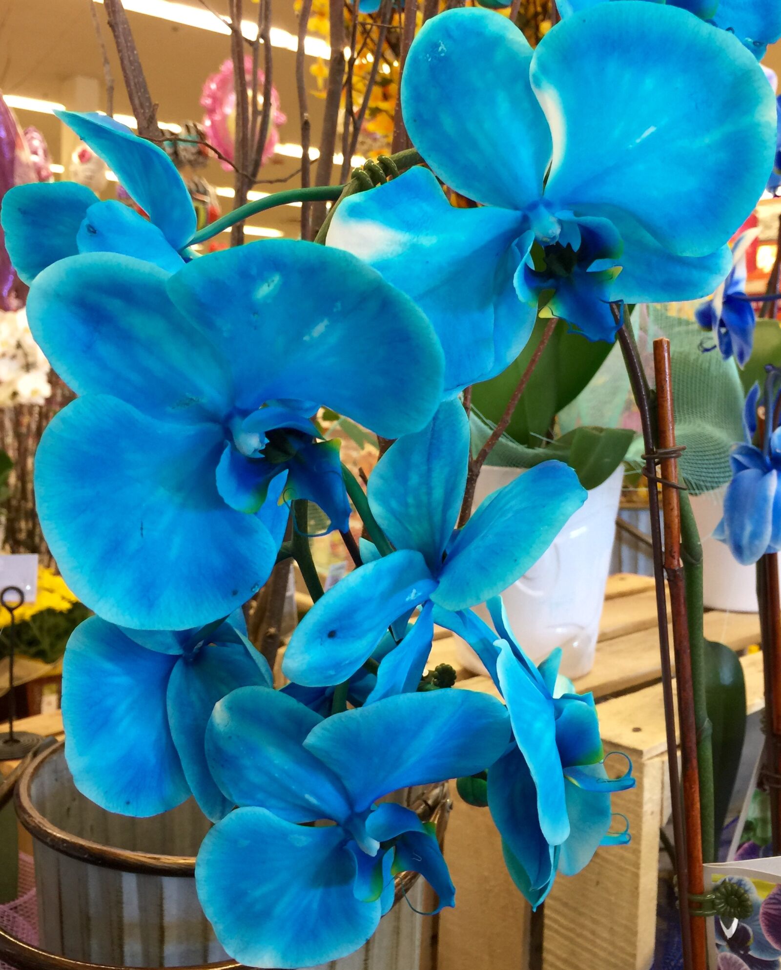 iPhone 6 Plus back camera 4.15mm f/2.2 sample photo. Bloom, blossom, blue, blue photography