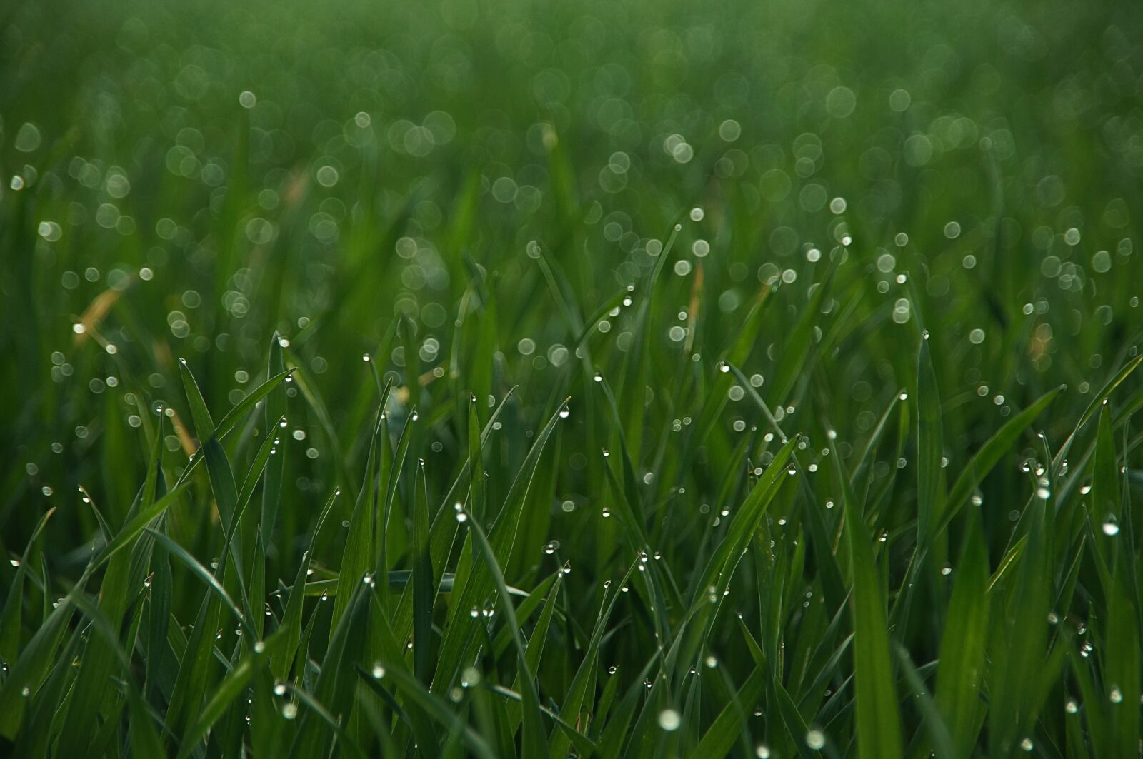 Sony SLT-A57 sample photo. Grass, drip, meadow photography
