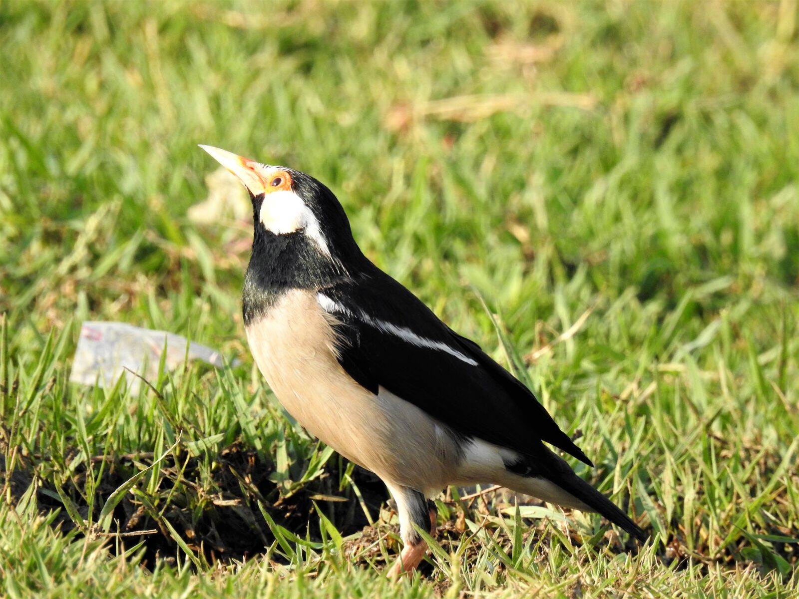 Nikon Coolpix P900 sample photo. Mania, bird, wildlife photography