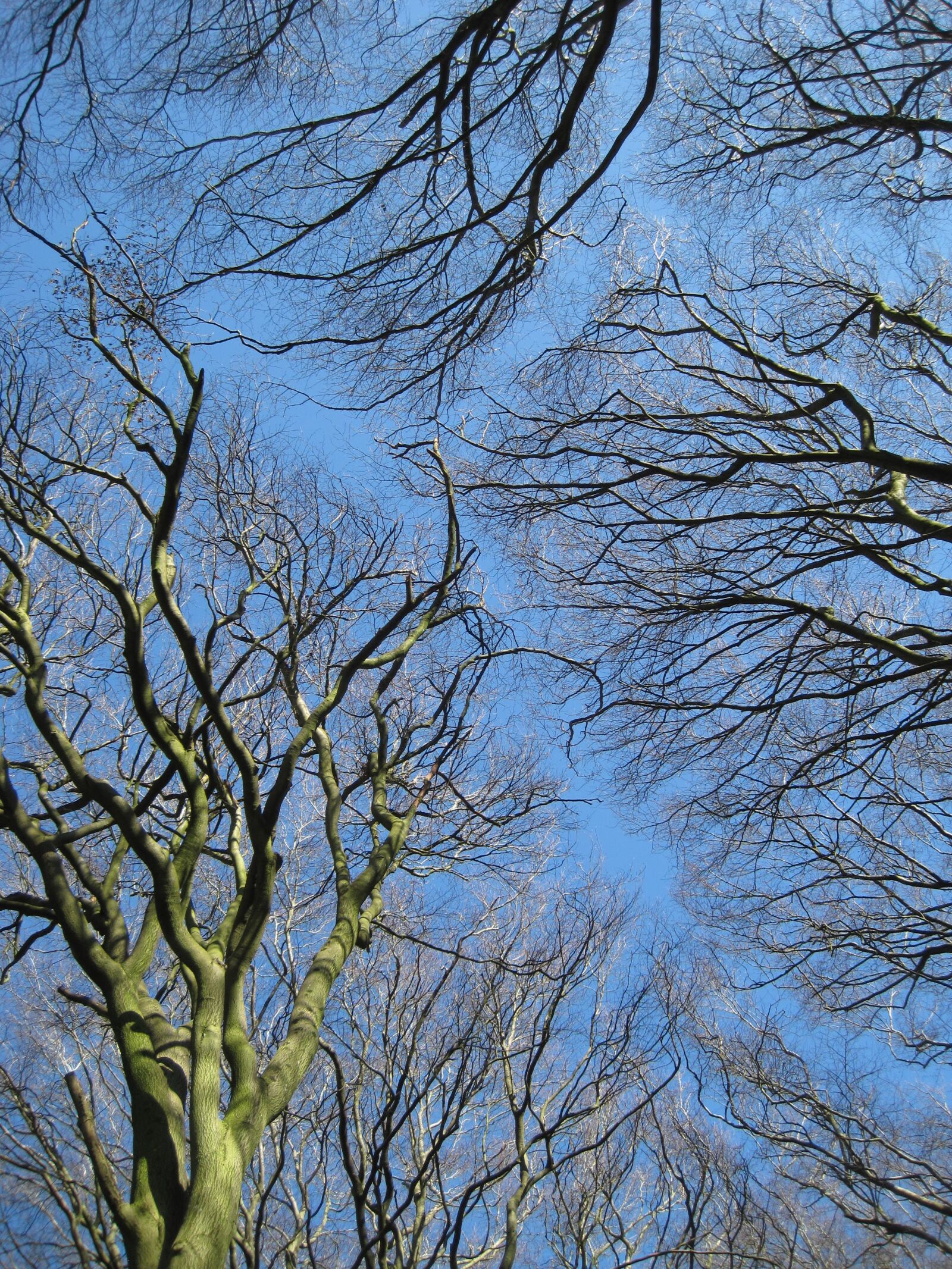 Canon PowerShot SD1200 IS (Digital IXUS 95 IS / IXY Digital 110 IS) sample photo. Tree, sky, beech photography