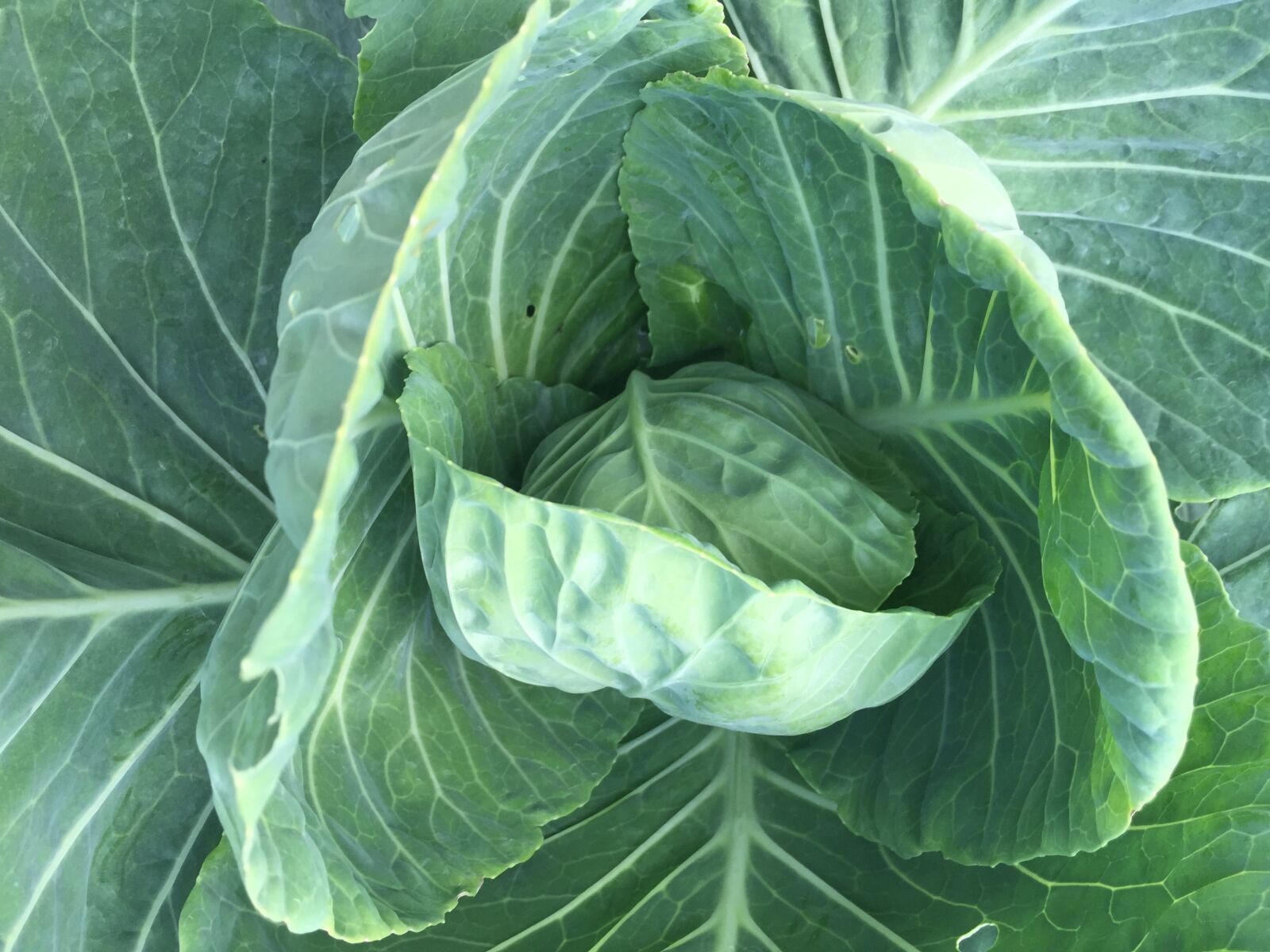 Apple iPhone 6 sample photo. Cabbage, green, produce photography