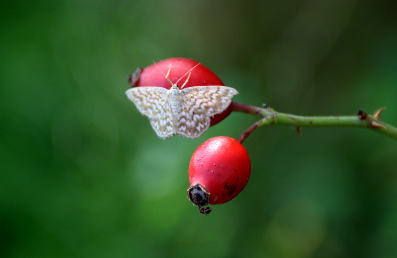 Canon EOS 700D (EOS Rebel T5i / EOS Kiss X7i) sample photo. Butterfly, moth, hang photography
