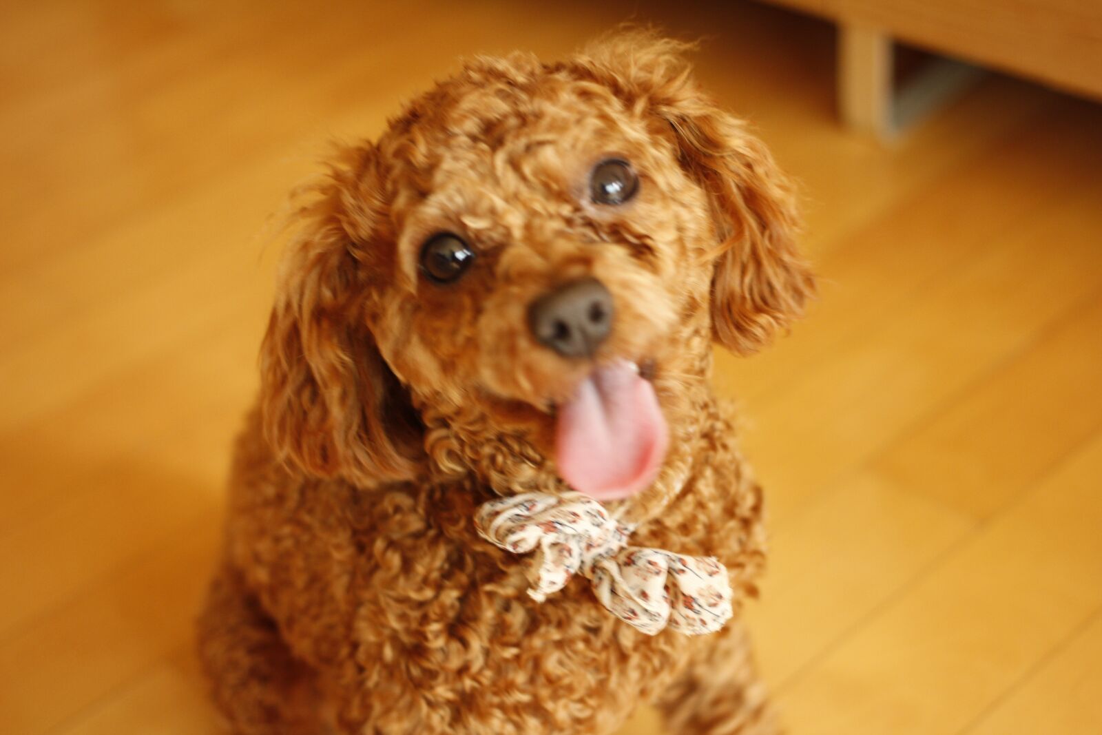 Canon EOS 60D + Canon EF 40mm F2.8 STM sample photo. Dog, poodle, cannon 60d photography
