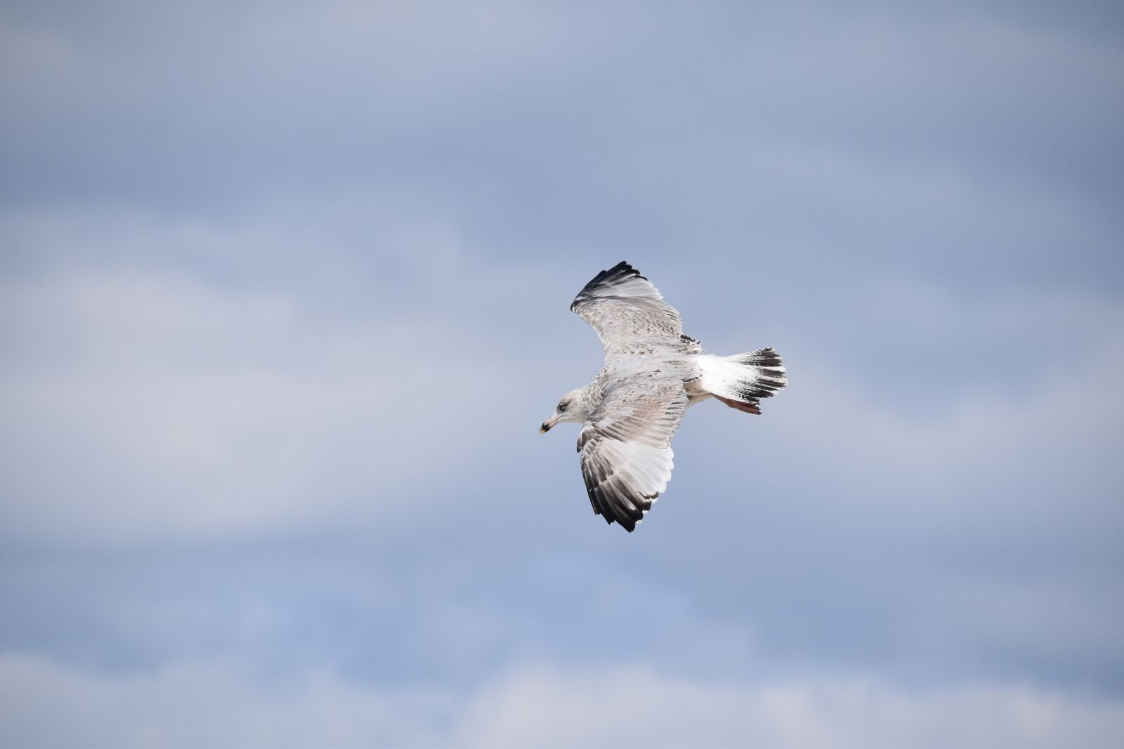 Nikon D5600 sample photo. Gull, a species of photography