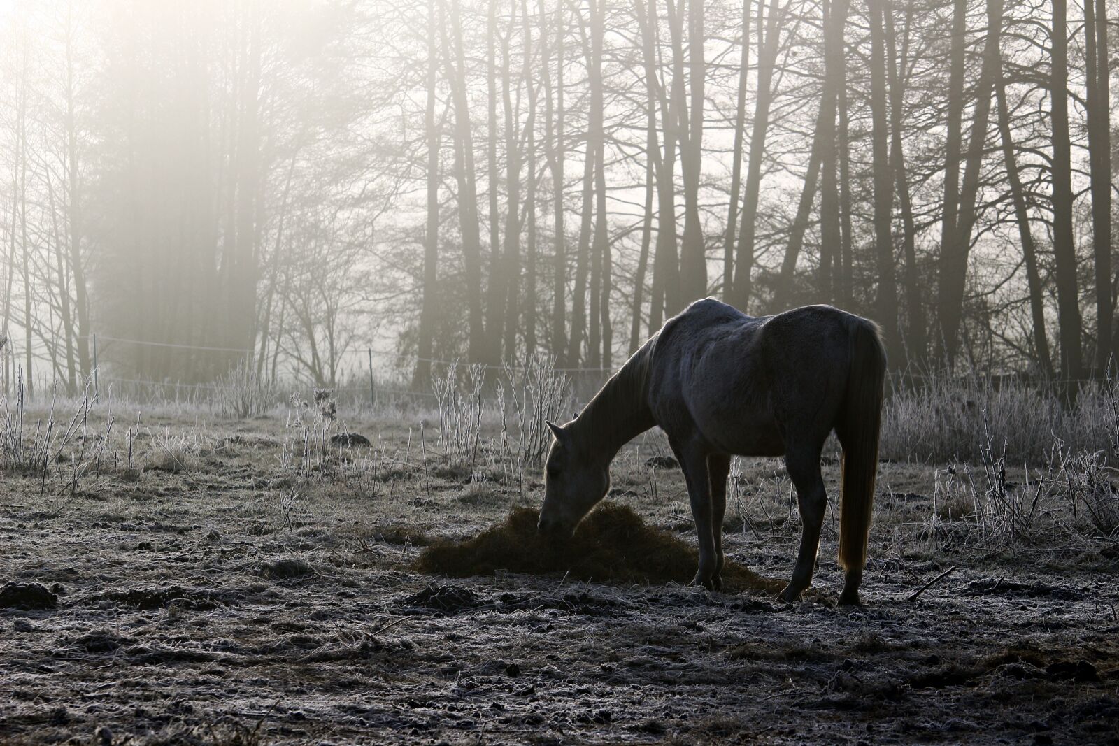 Canon EOS 100D (EOS Rebel SL1 / EOS Kiss X7) sample photo. Horse, mold, fog photography
