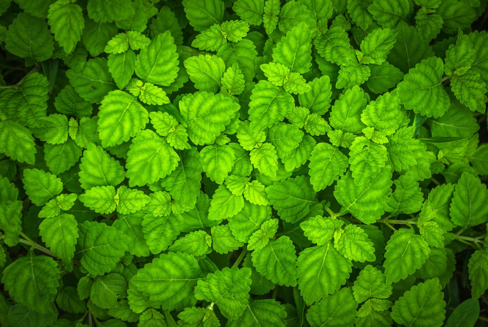 Sony Alpha NEX-5N sample photo. Plants, nature, garden photography