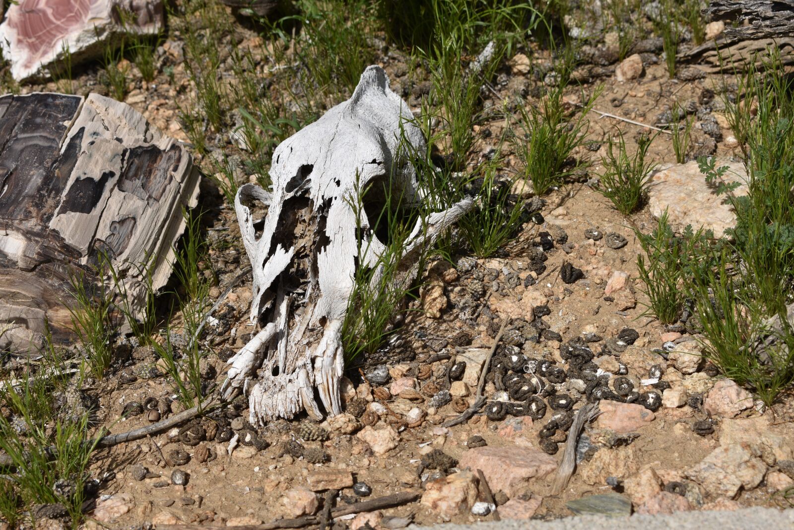 Nikon D3400 sample photo. Desert, skull, animal skull photography