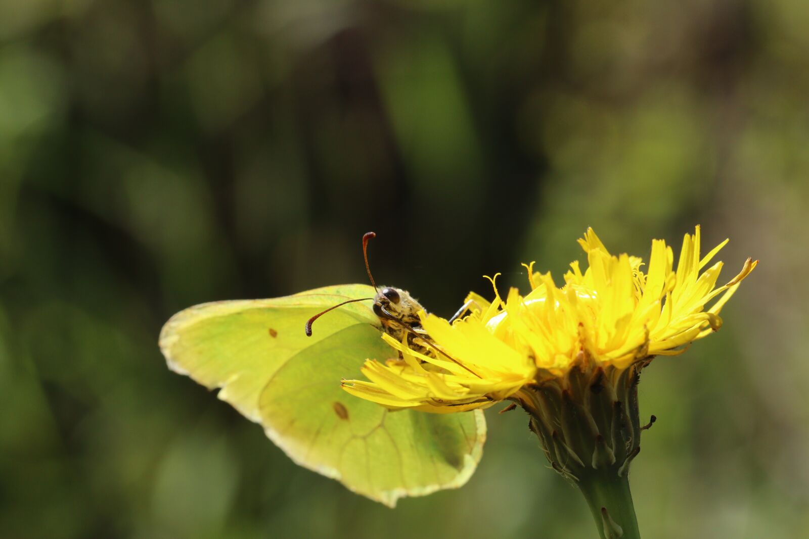 Canon EOS 250D (EOS Rebel SL3 / EOS Kiss X10 / EOS 200D II) sample photo. Butterfly, dandelion, yellow photography