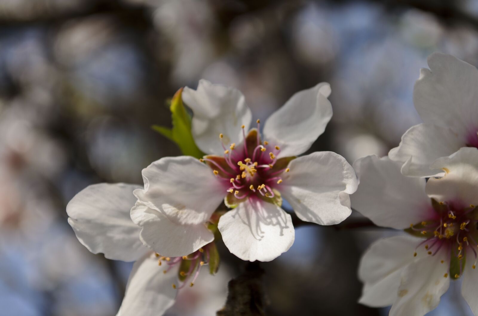 Nikon D5100 sample photo. Spring, nature, season photography