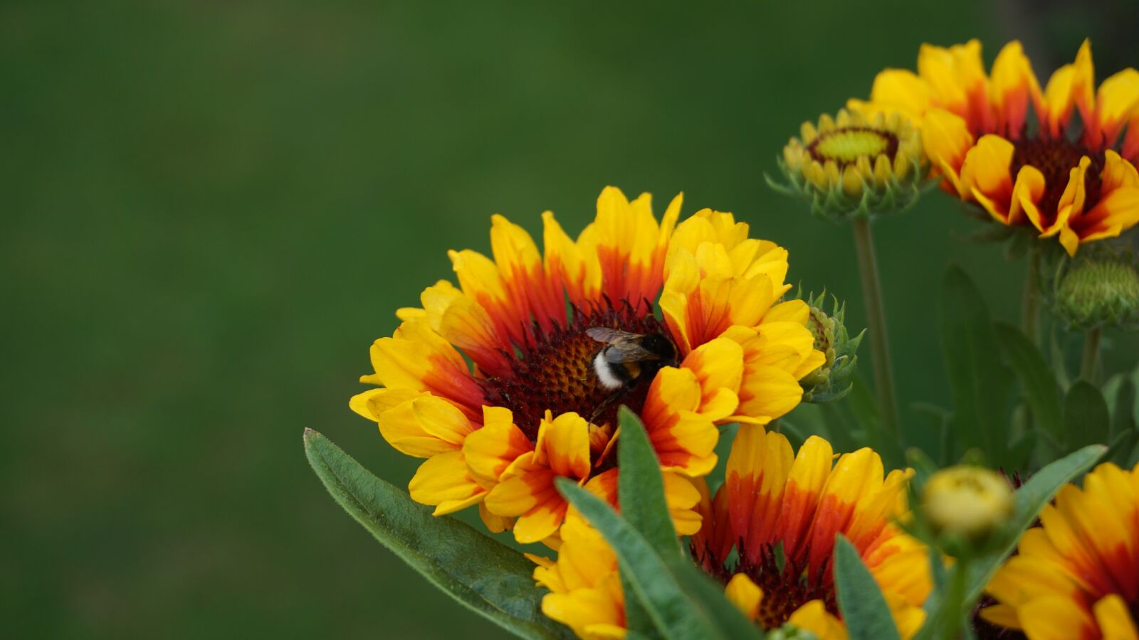 Sony a6000 sample photo. Bumblebee, hummel, insect photography