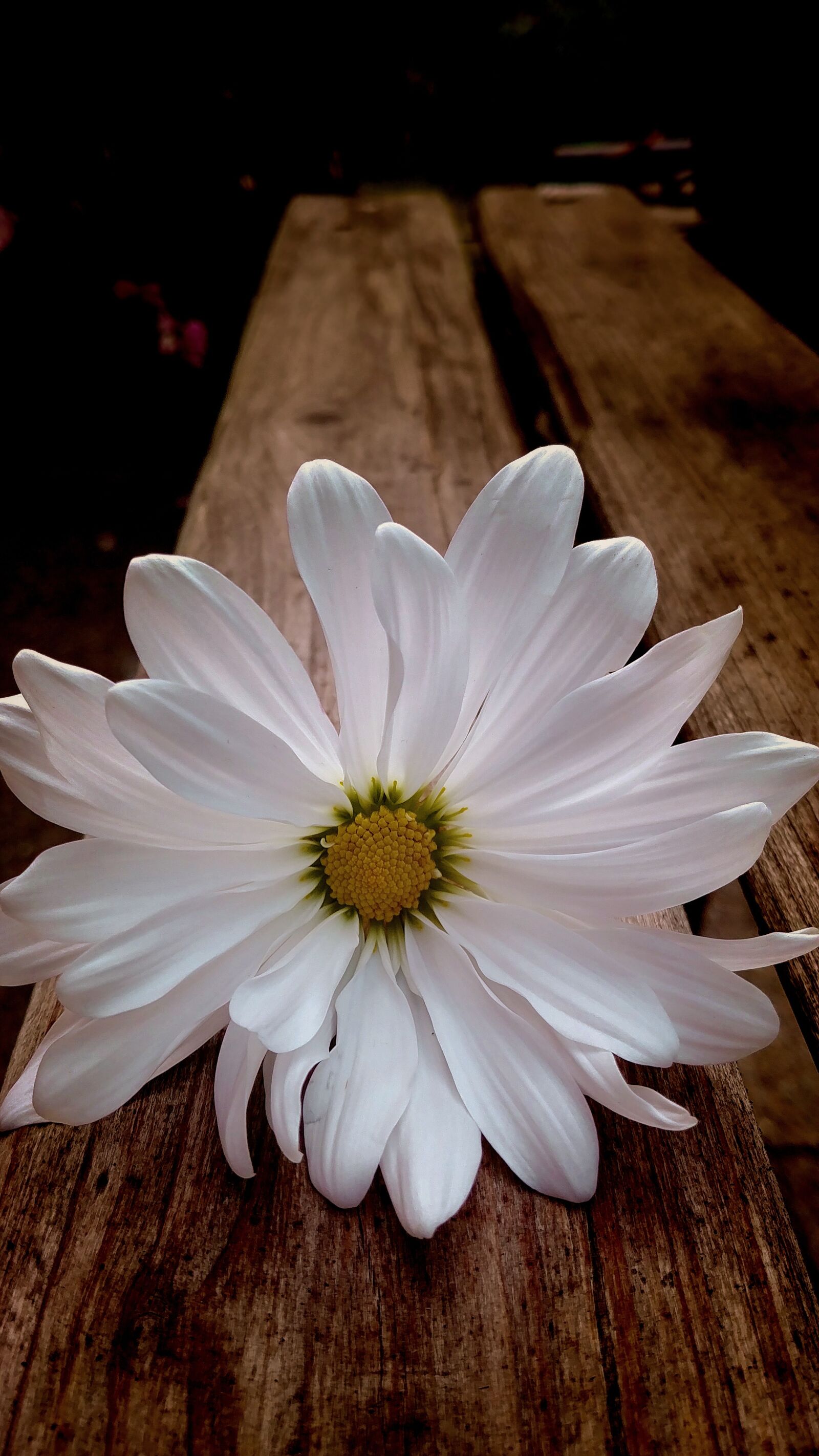 LG G6 sample photo. Daisy, white daisy, flower photography