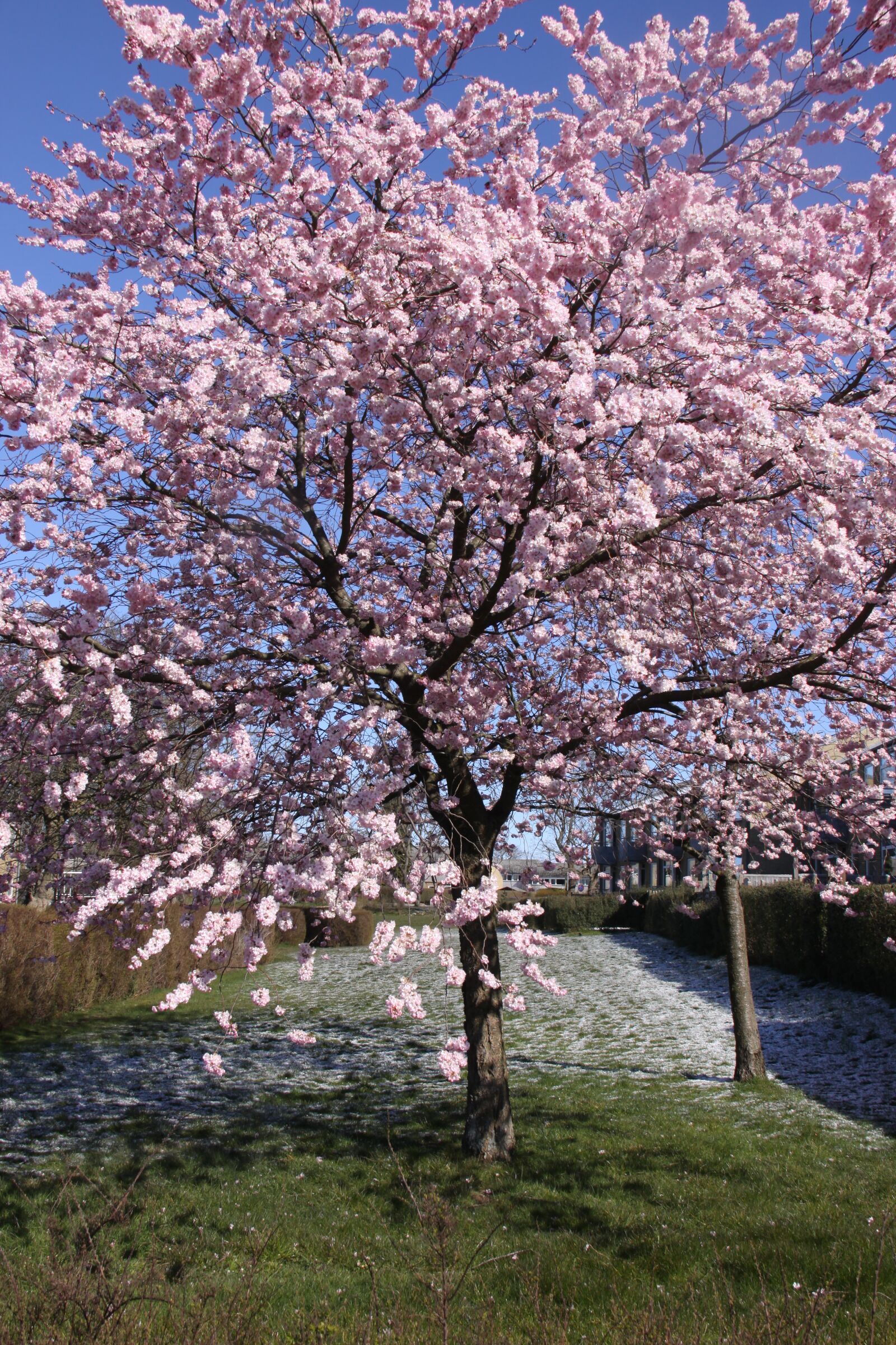 Canon EOS 50D sample photo. Japanese, cherry wood, flowering photography