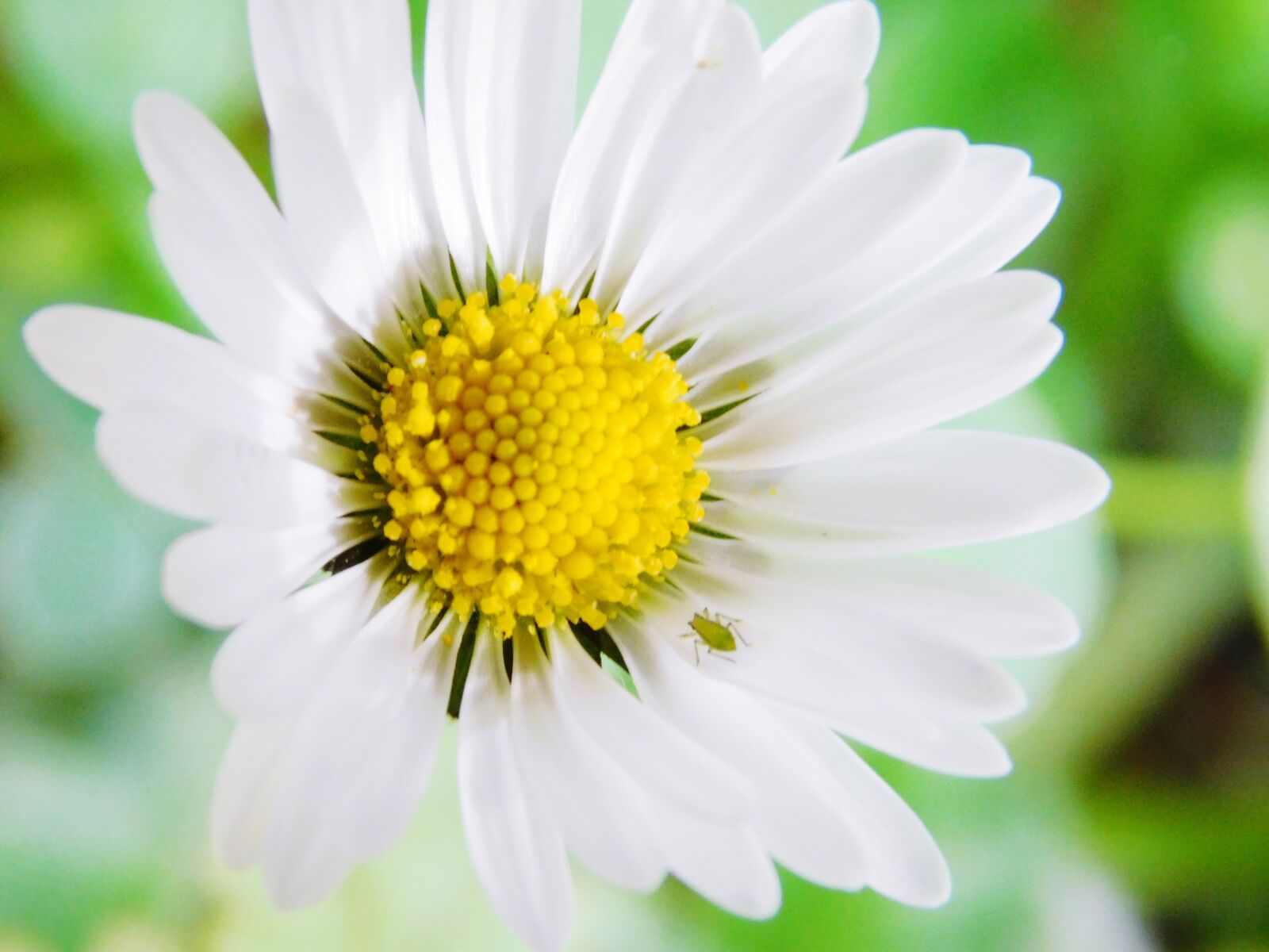 Nikon Coolpix L840 sample photo. Flower, spring, bug photography