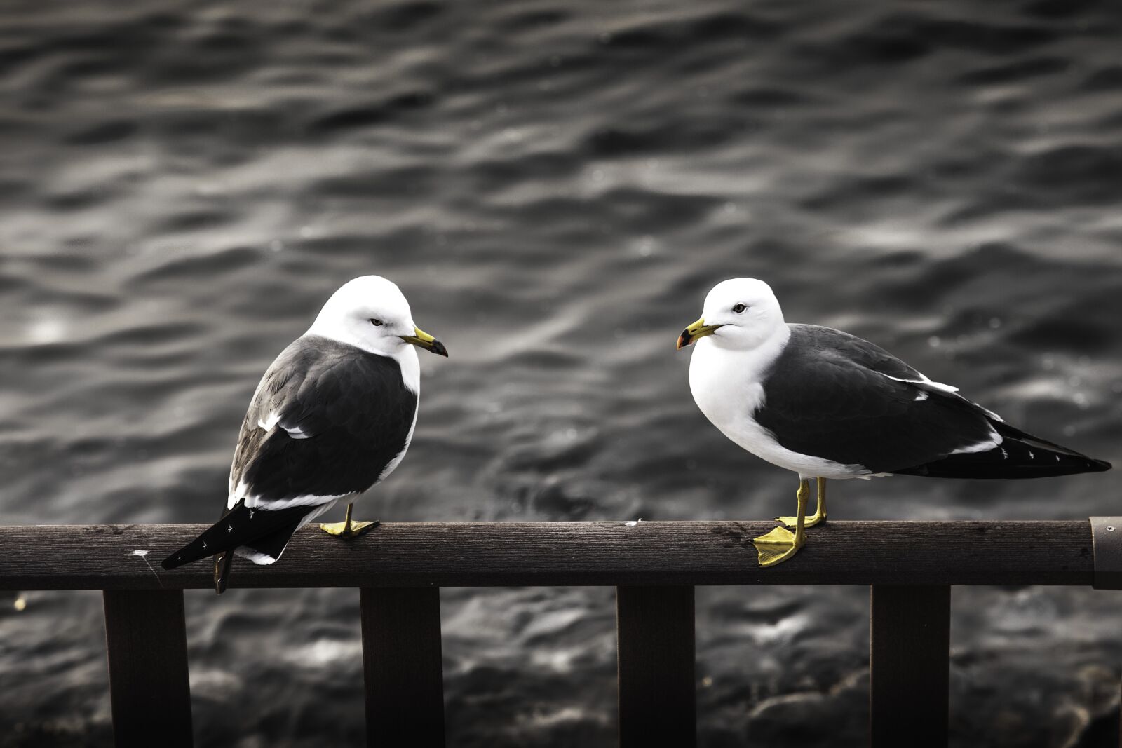 Canon EOS 5D Mark II + Canon EF 24-105mm F4L IS USM sample photo. Seagull, cucumber also, new photography