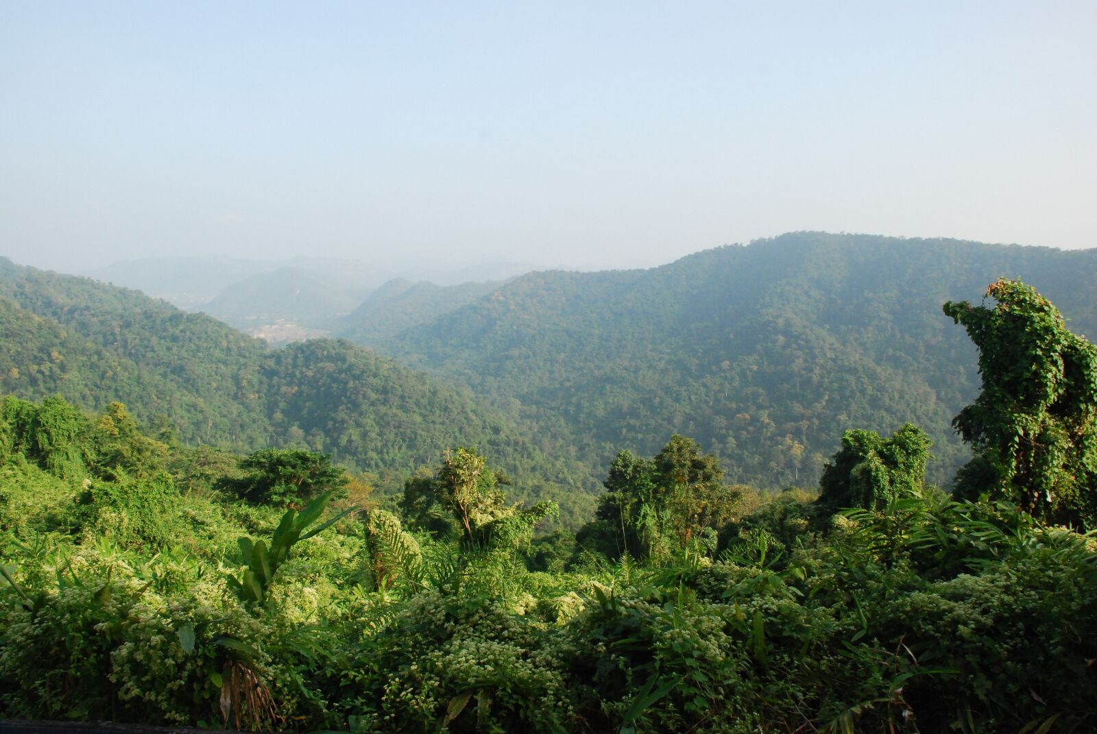 Nikon D80 sample photo. Thailand, rainforest, tropics photography