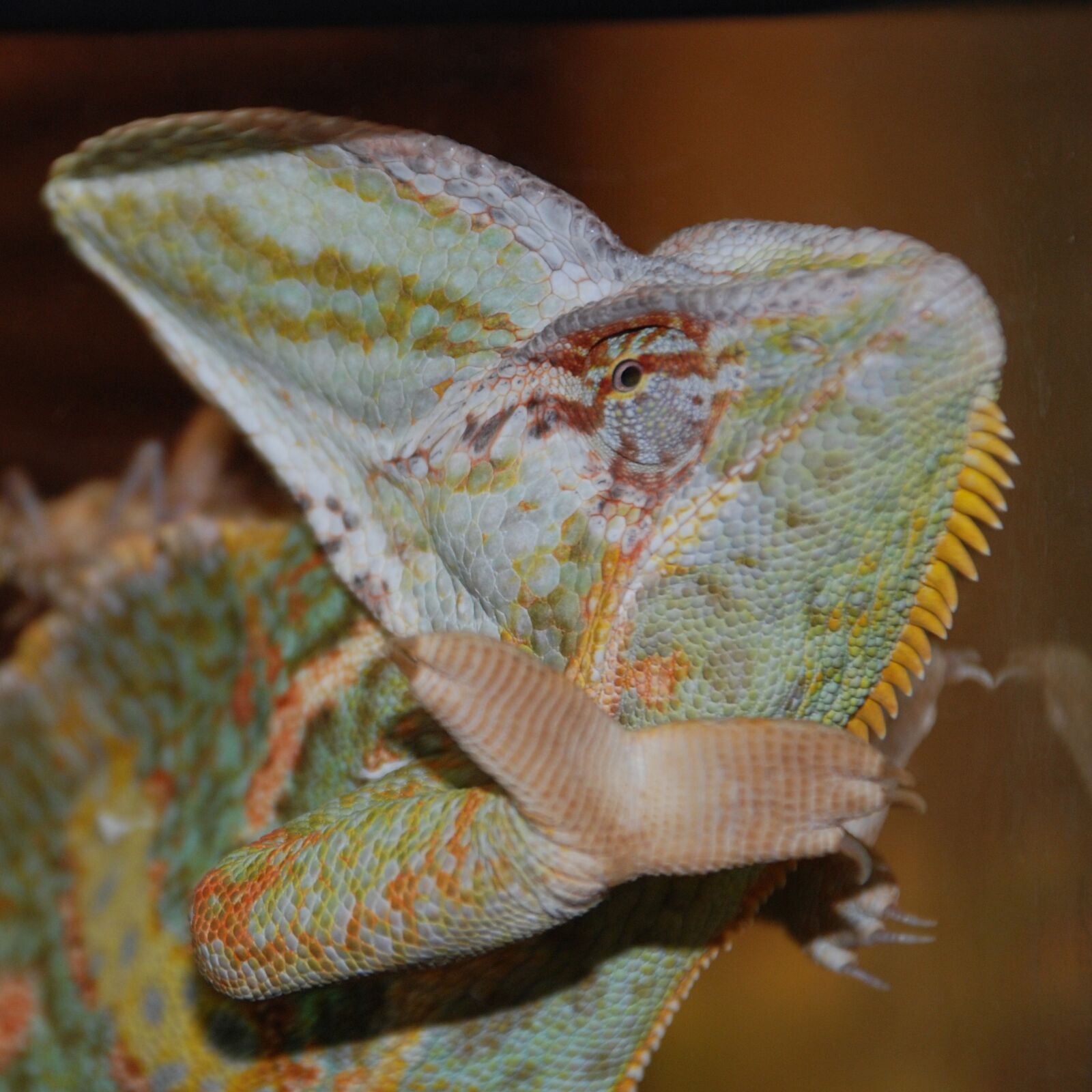 Nikon D80 sample photo. Chameleon, exot, reptile photography