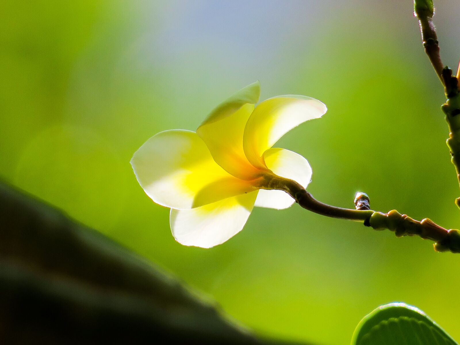 Canon PowerShot G3 X sample photo. Plumeria, nature, beautiful photography