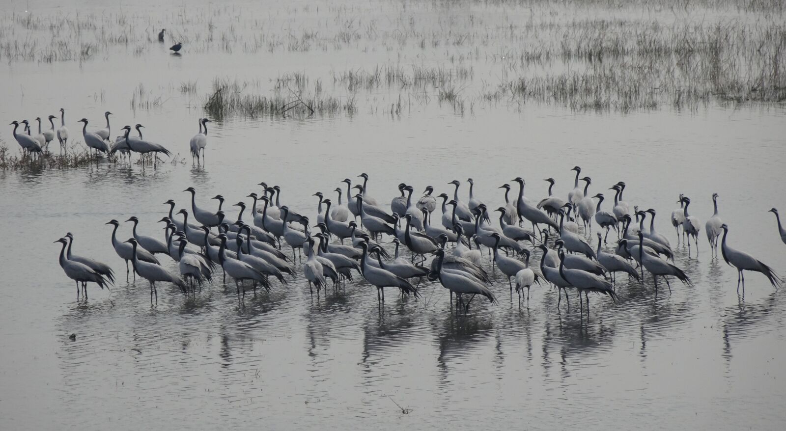 Sony Cyber-shot DSC-HX90V sample photo. Bird, crane, demoiselle crane photography