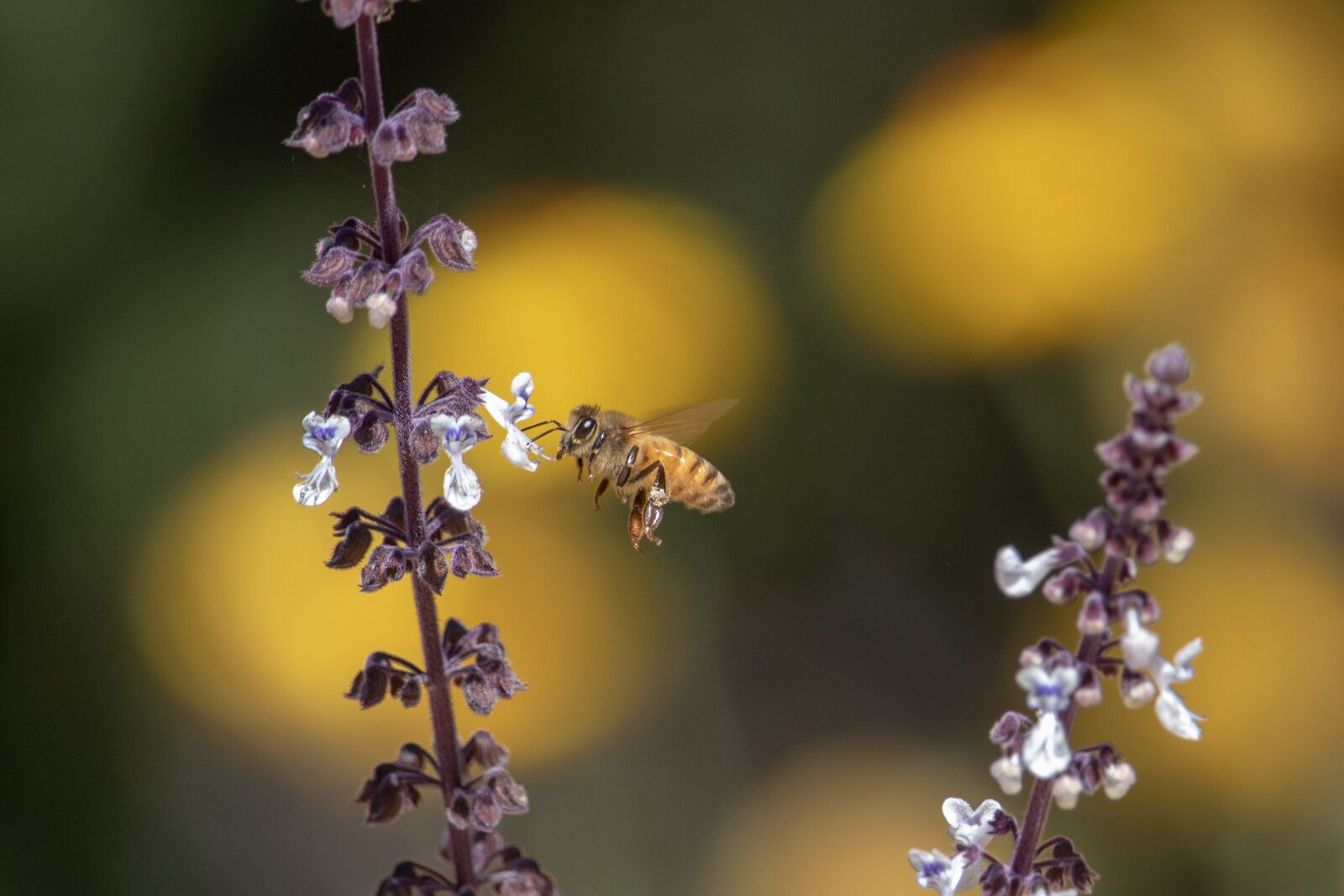 Canon EOS 200D (EOS Rebel SL2 / EOS Kiss X9) sample photo. Bee, flower, nature photography