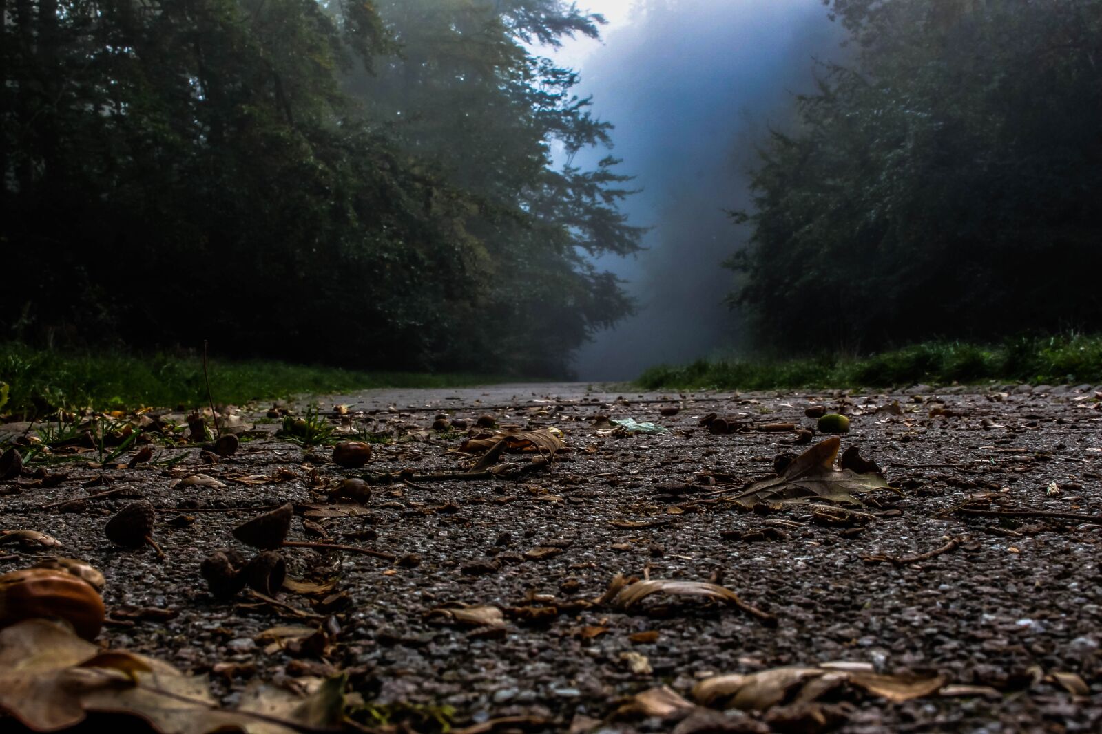 Canon EOS 700D (EOS Rebel T5i / EOS Kiss X7i) sample photo. Forest, fog, atmosphere photography