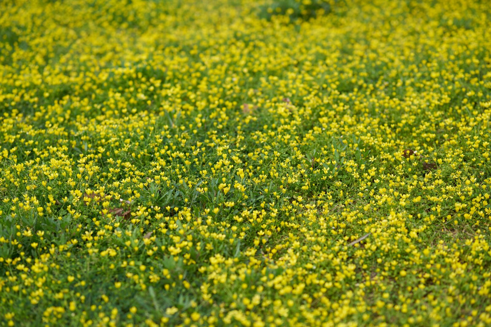 Sigma 85mm F1.4 DG HSM Art sample photo. Grass, daisies, spring photography