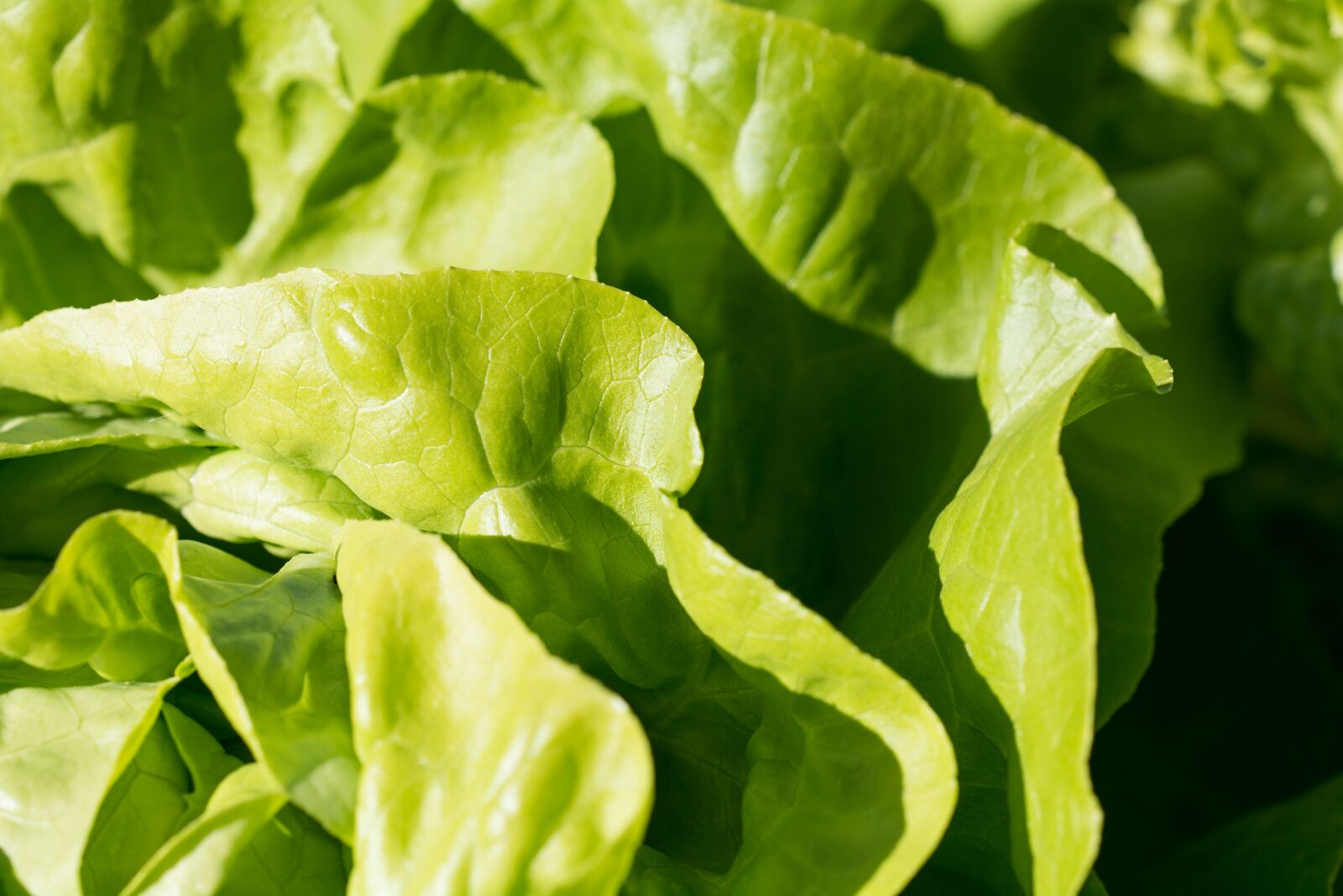 Nikon D7100 sample photo. Salad, lettuce, green photography