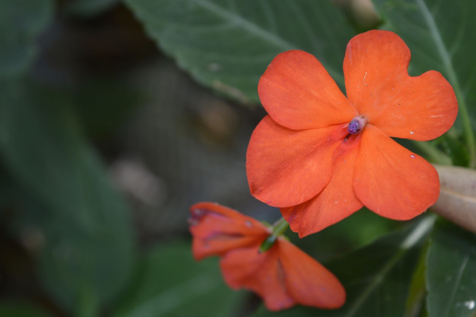 Nikon D5200 sample photo. Flower, nature, flora photography