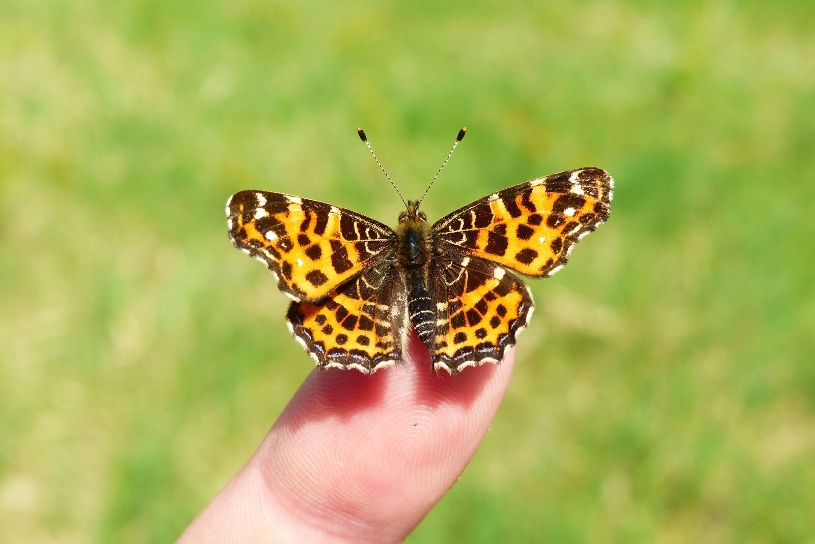 Panasonic Lumix DMC-FZ200 sample photo. Nature, butterfly day, insect photography