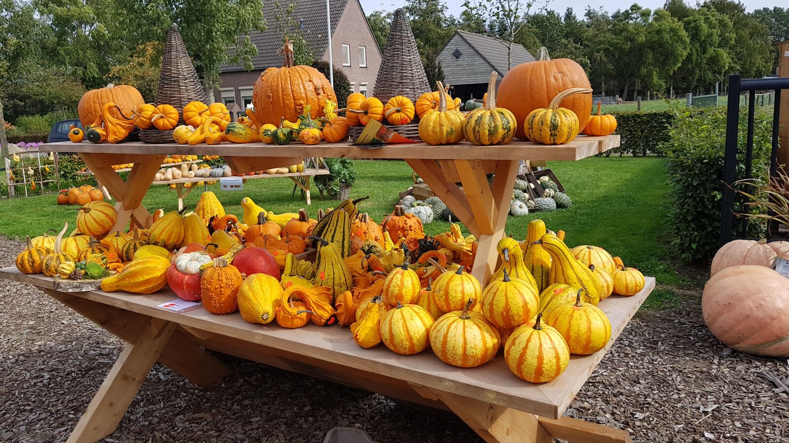 Samsung Galaxy S8+ sample photo. Pumpkins, halloween, orange photography