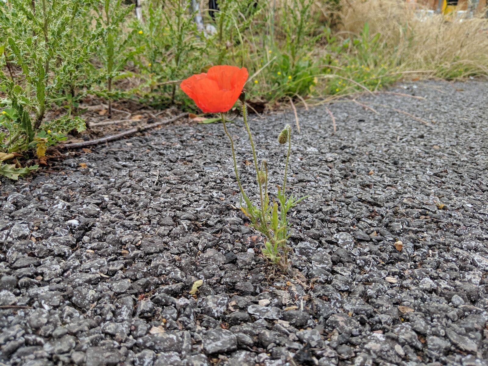 Google Pixel 2 XL sample photo. Poppy, tar, flower photography