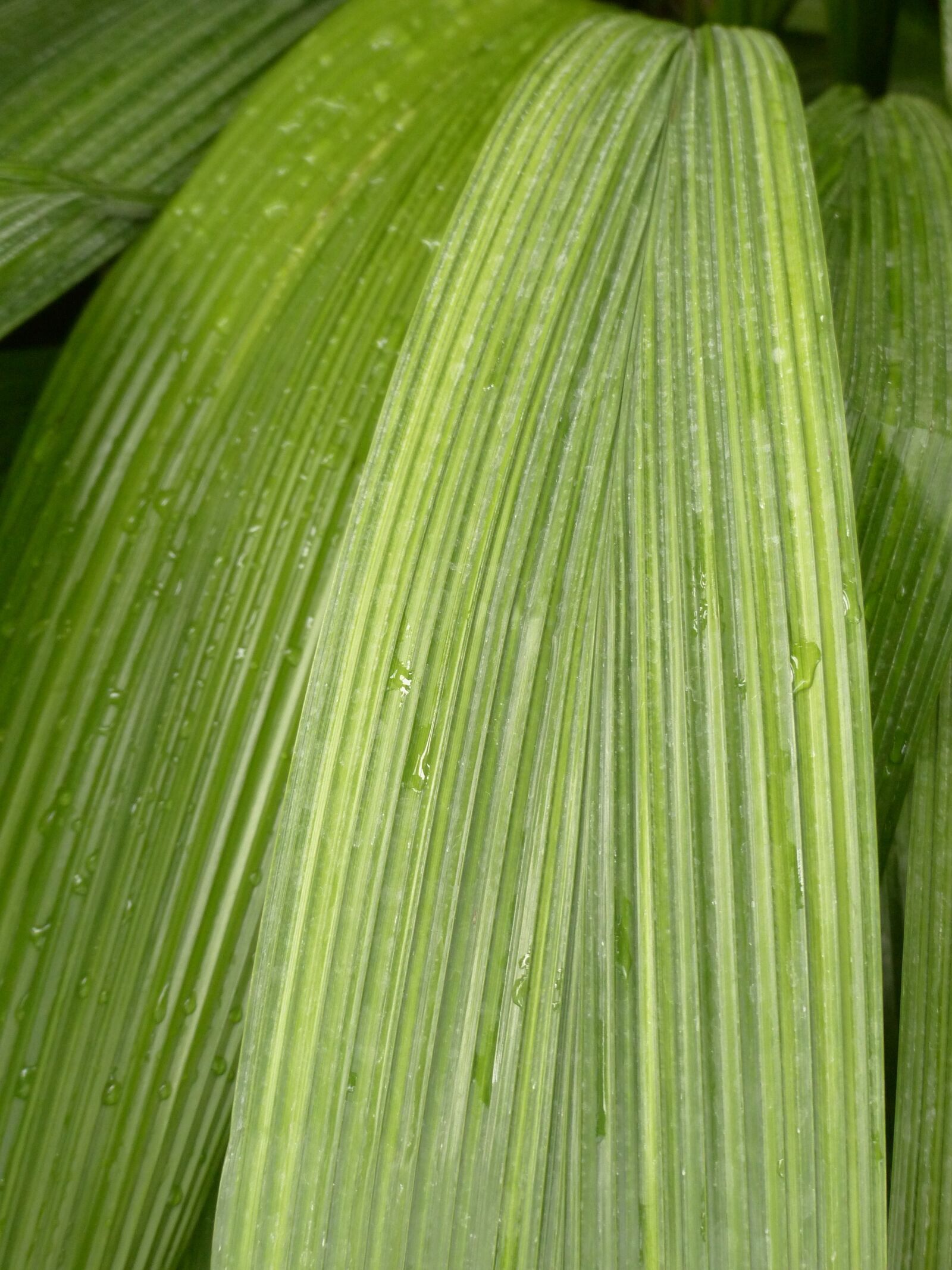 Panasonic Lumix DMC-FZ200 sample photo. Leaf, rip, ribbed photography