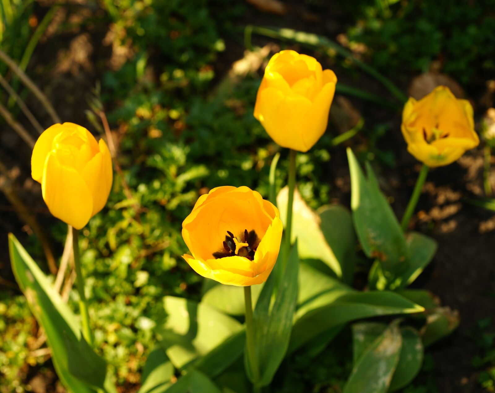 Sony Alpha DSLR-A900 sample photo. Tulips, yellow, spring photography