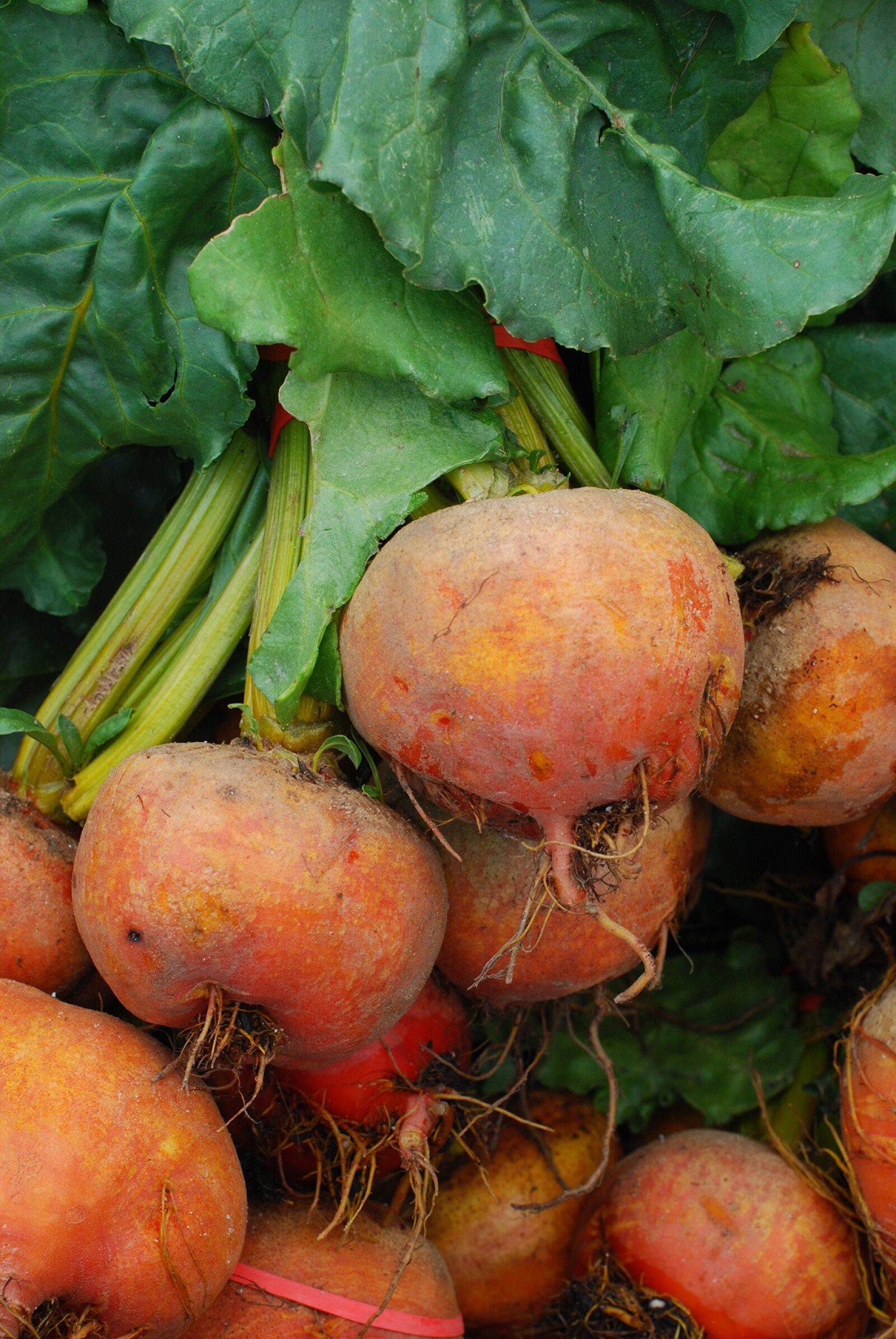 Nikon D40X sample photo. Golden beets, gold beets photography