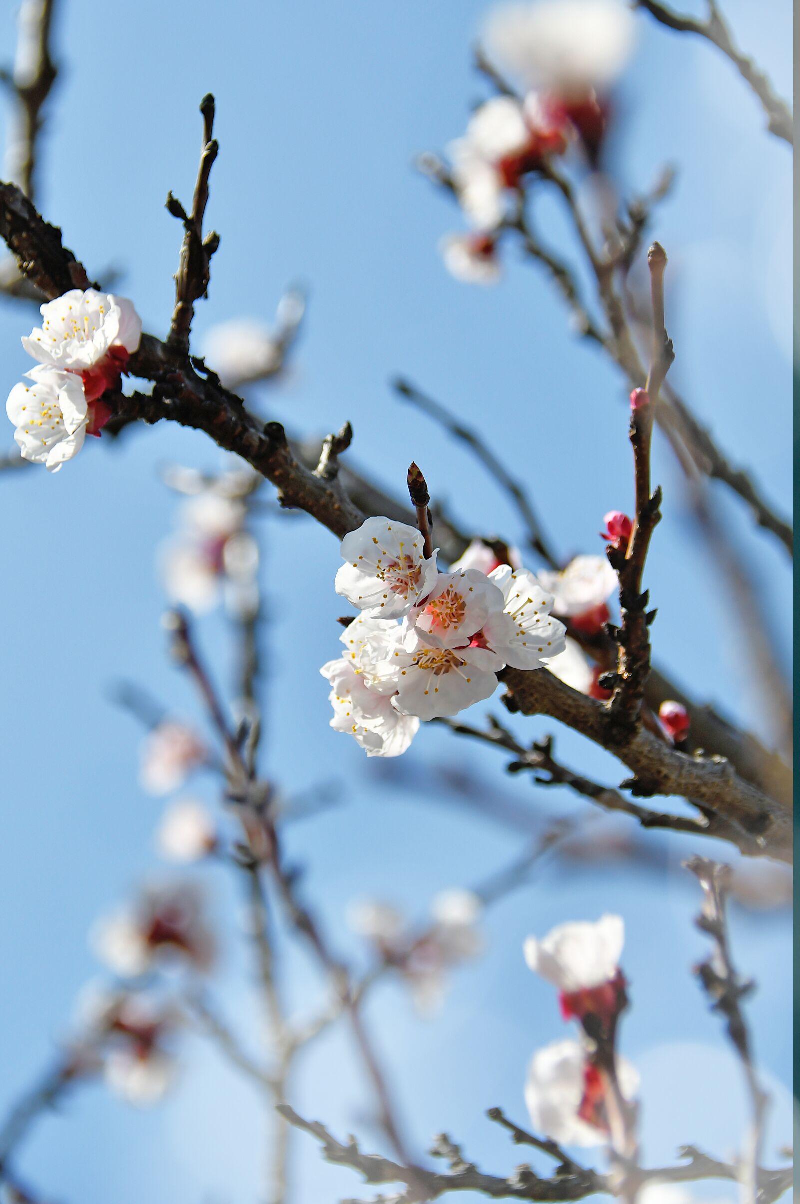 Nikon D3200 sample photo. Spring, cherry blossom, bloom photography