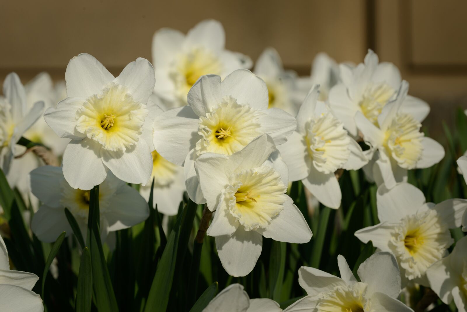 Nikon D800 sample photo. Daffodils, narcissus, daffodil photography