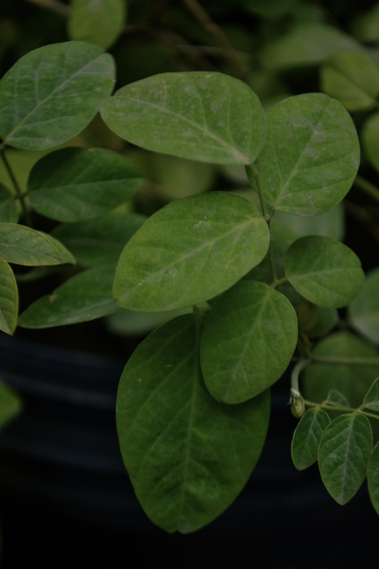 Nikon D3100 sample photo