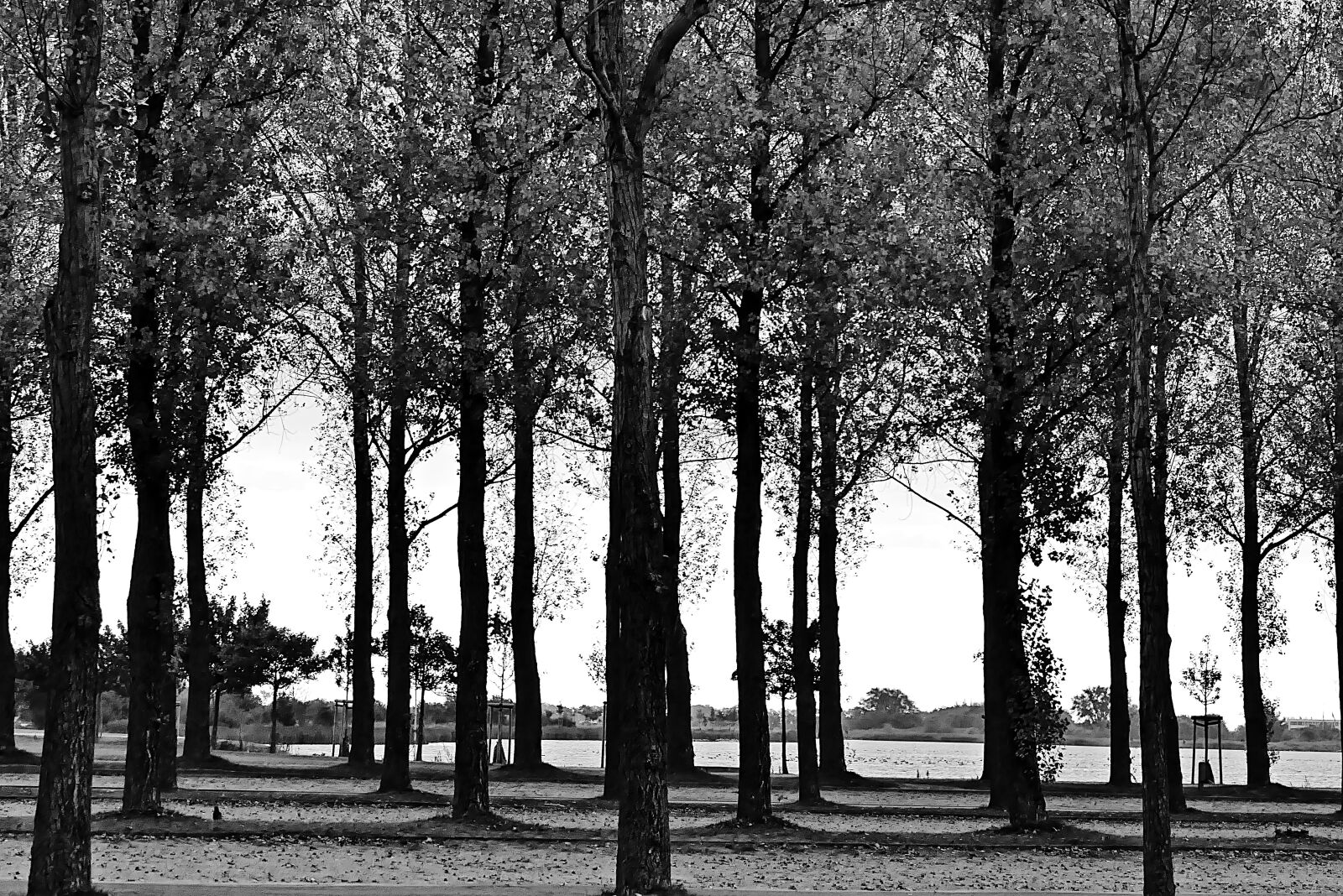 Panasonic Lumix DMC-FZ1000 sample photo. Monochrome, trees, silhouette photography