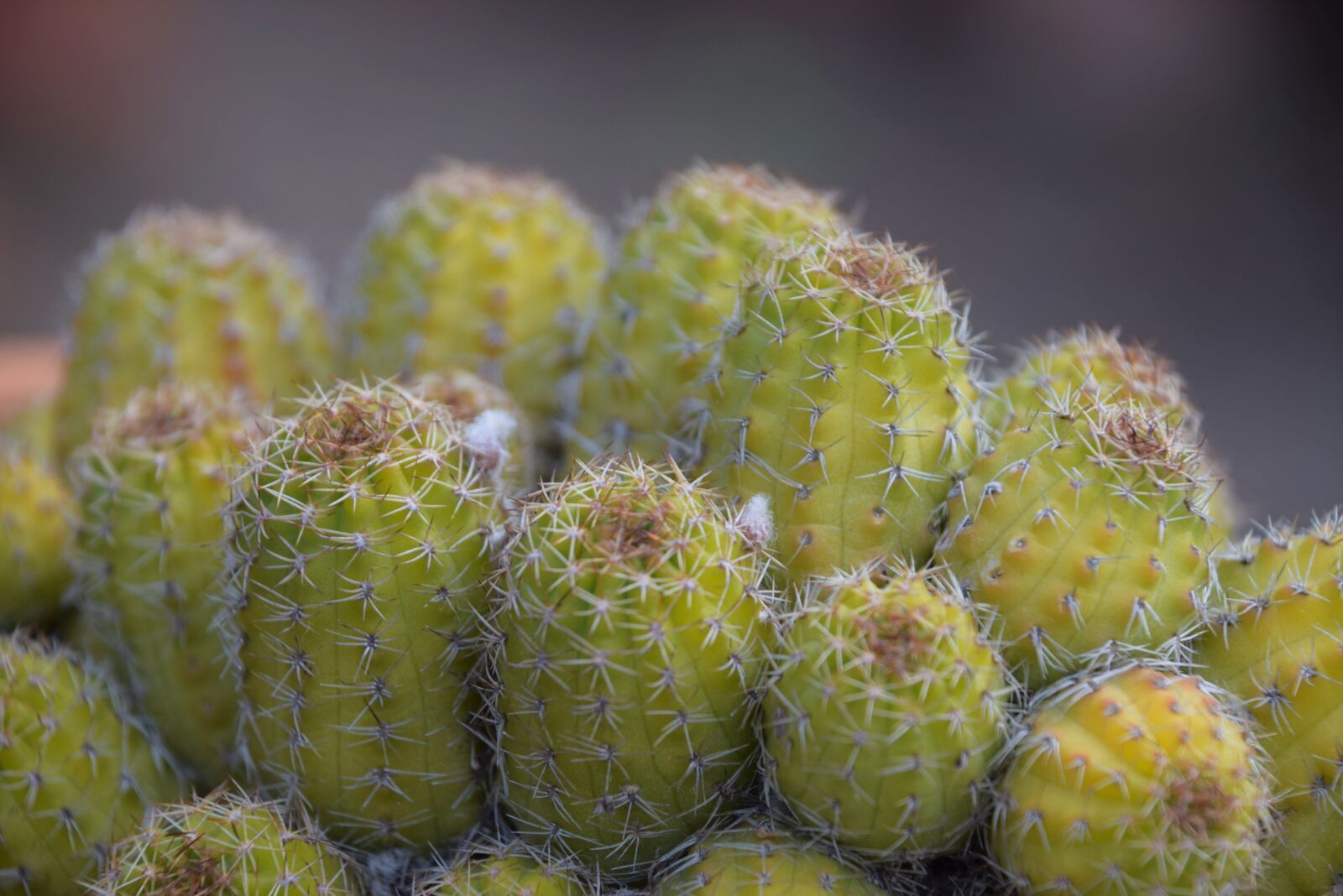 Nikon D3300 sample photo. Cactus, green, succulent photography