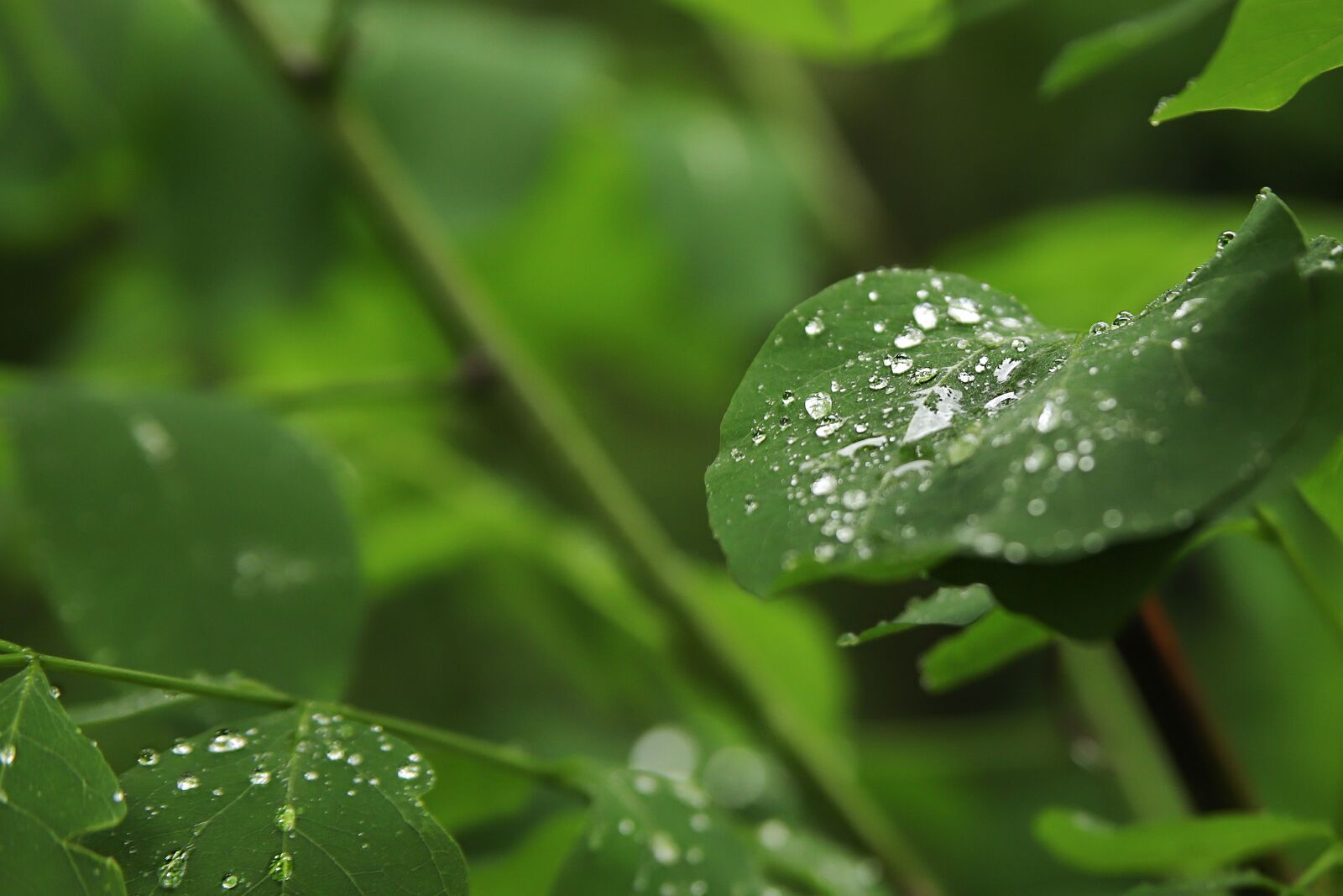 Canon EOS 6D Mark II sample photo. Leaf, water, drop of photography