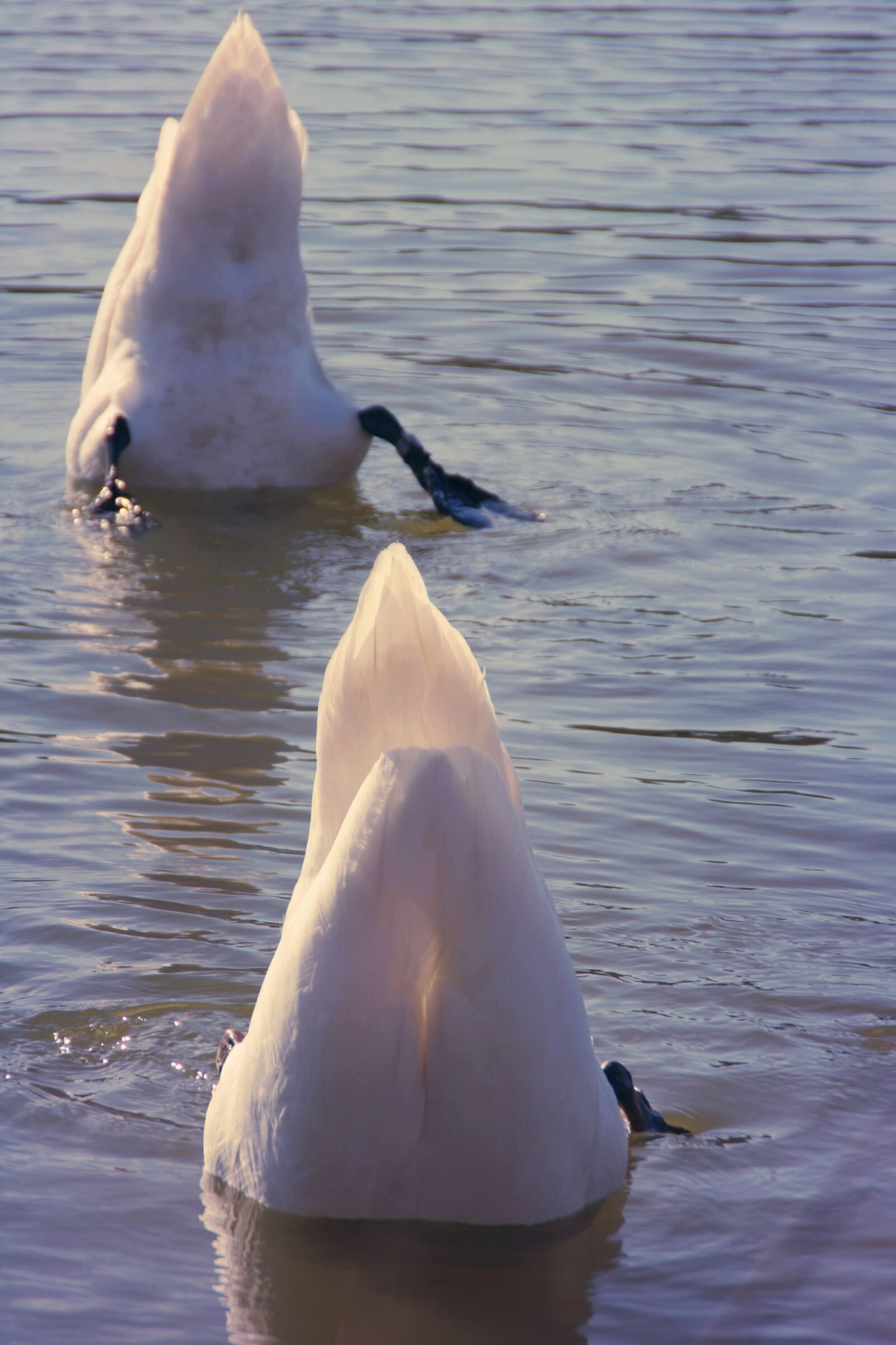 Canon EOS 2000D (EOS Rebel T7 / EOS Kiss X90 / EOS 1500D) sample photo. Swan, diving, together photography