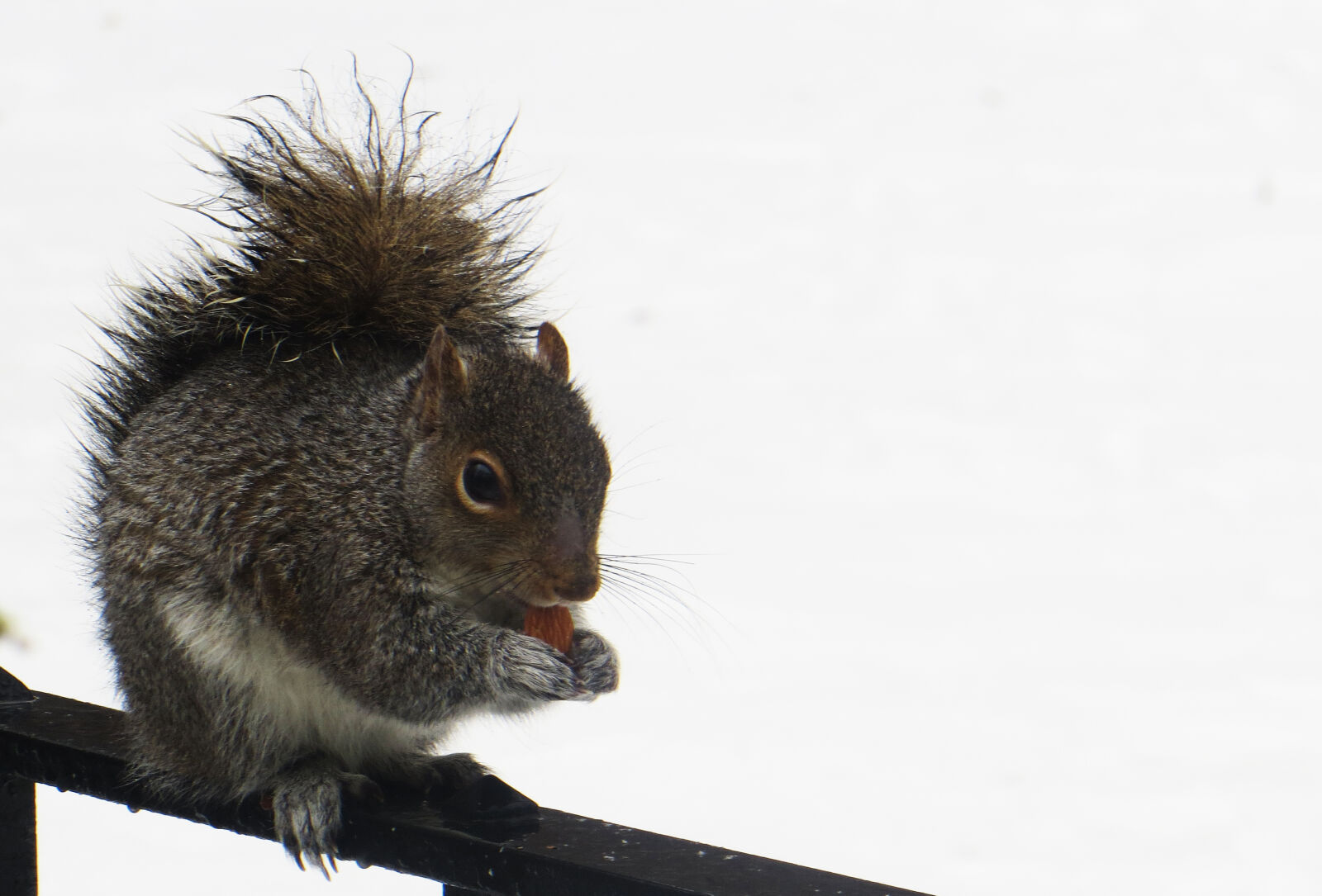 Canon PowerShot SX240 HS sample photo. Animal, cute, eat, fluffy photography