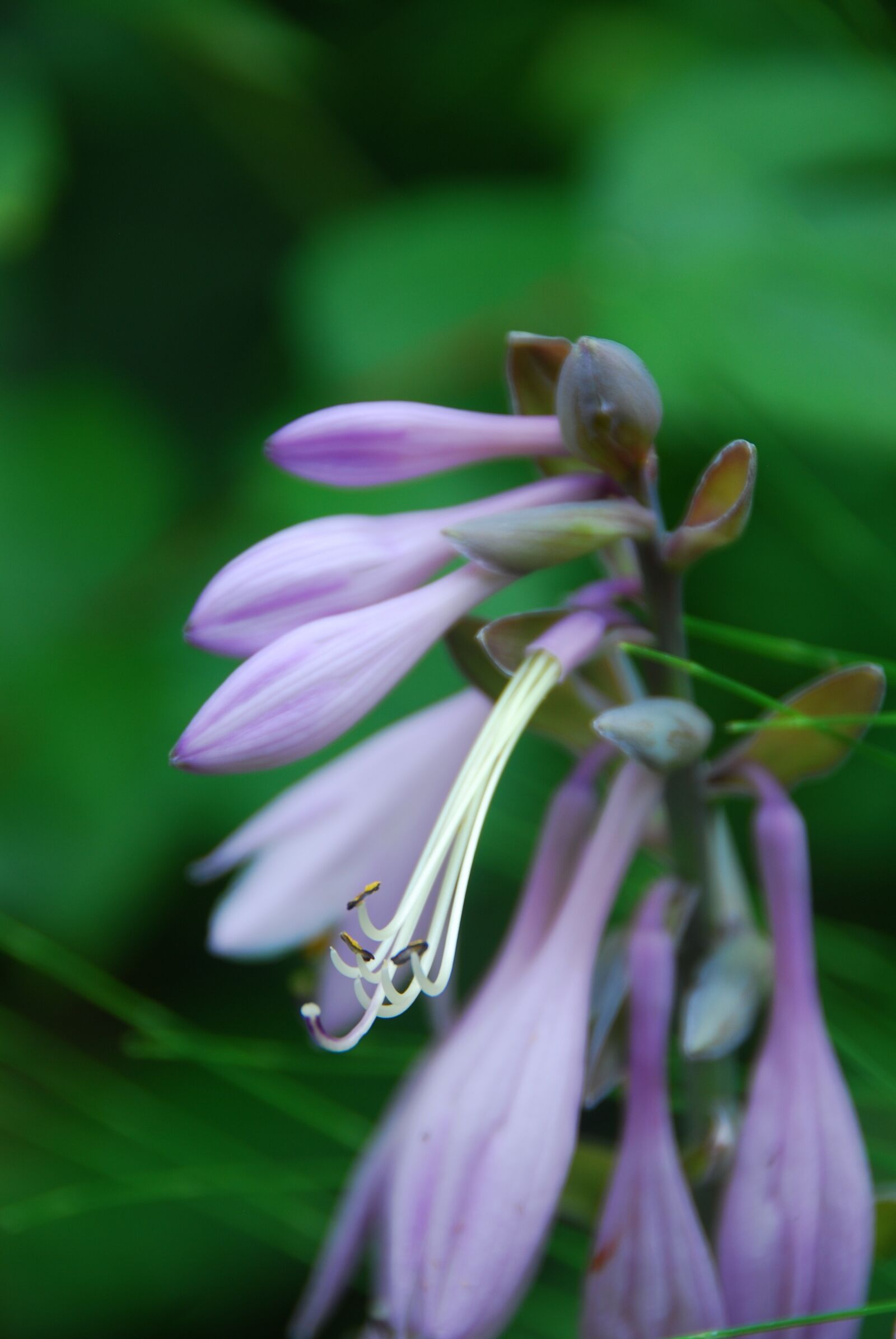 Nikon D80 sample photo. Flower, blossom, bloom photography